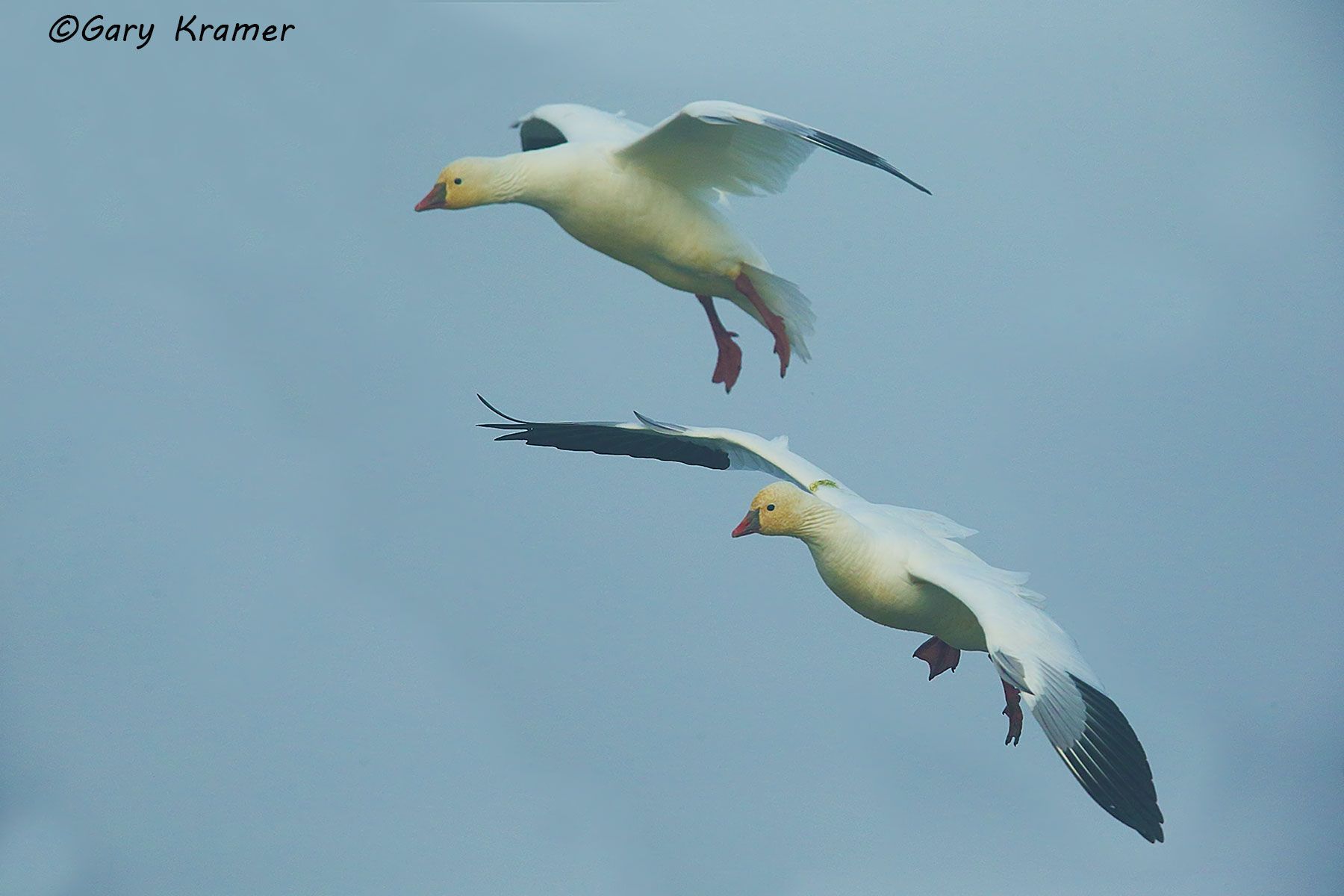 Ross's Goose (Anser rossii) - NBWRg#591d