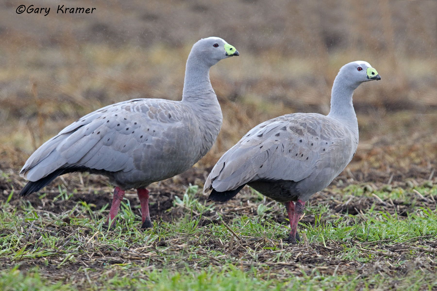 Cape Barren Goose (Cereopsis novaehollandiae) Australia - OBWG#113d