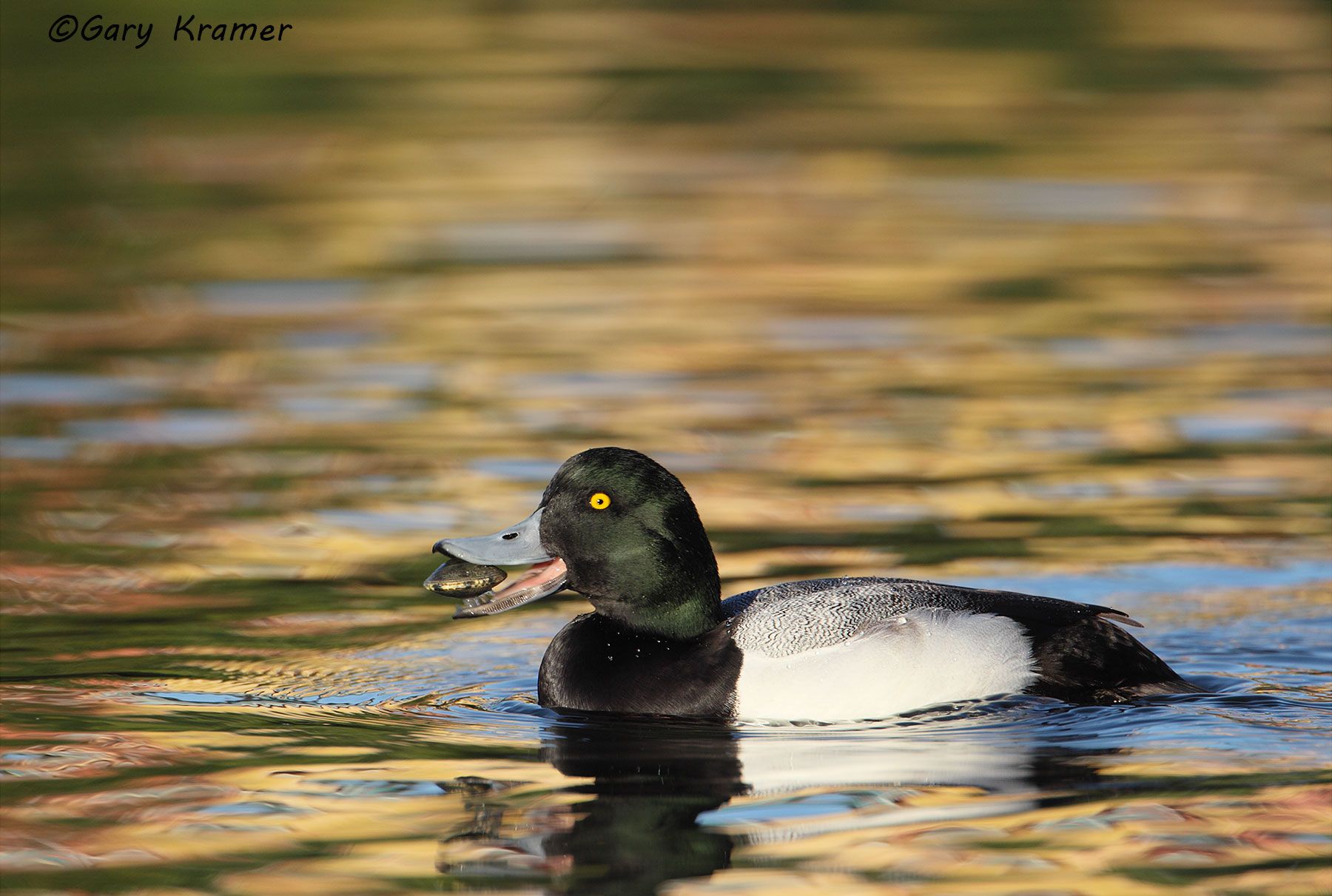 Greater Scaup (Aythya marila) - NBWSga#600d.jpg