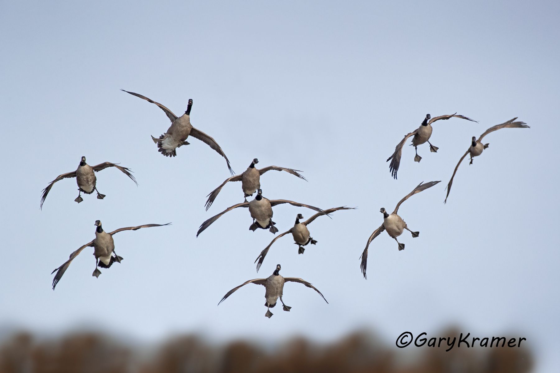 Canada Goose (Atlantic) (Branta canadensis canadensis) - NBWCgc#055d(4)
