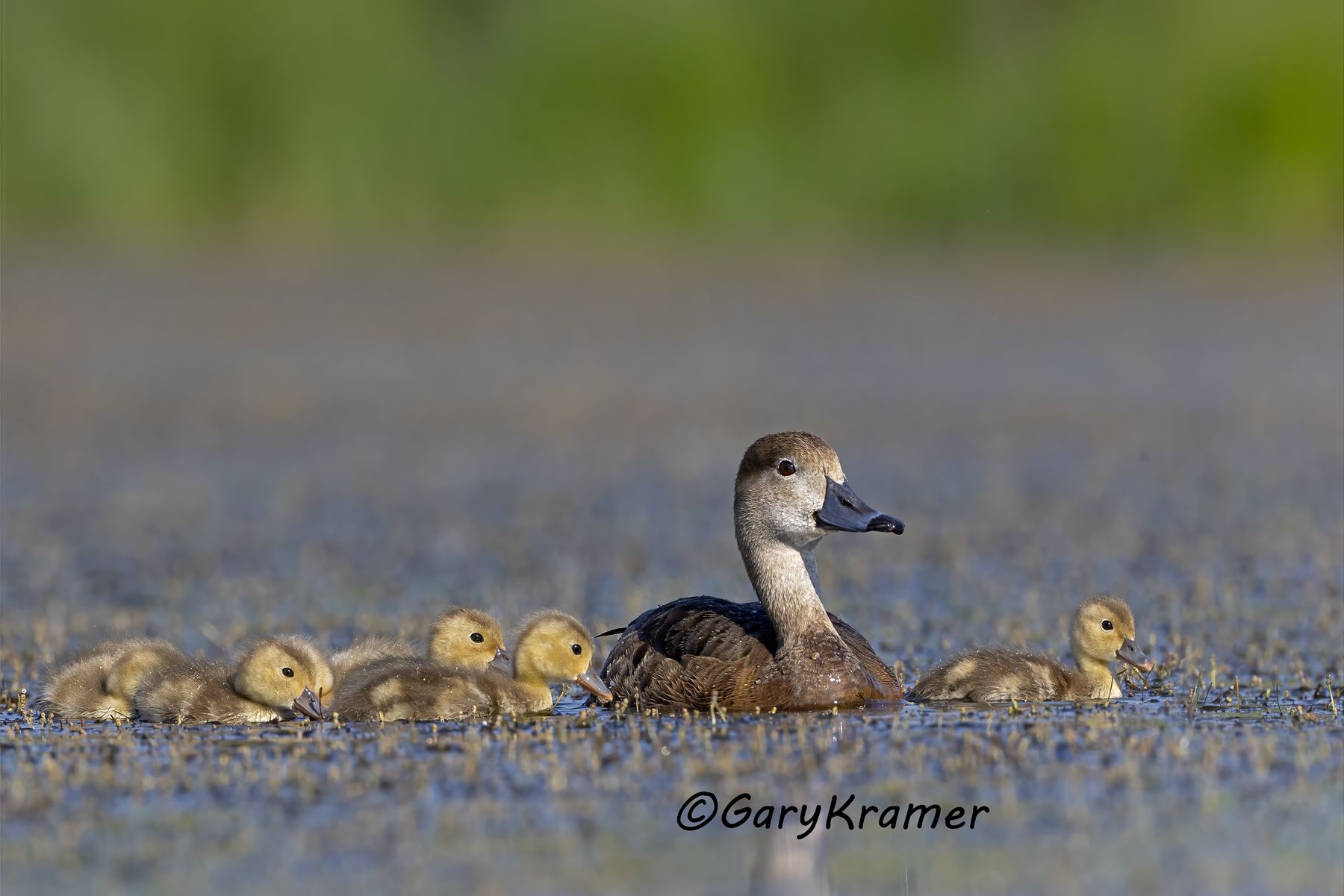 Redhead (Aythya americana) - NBWR#2320d