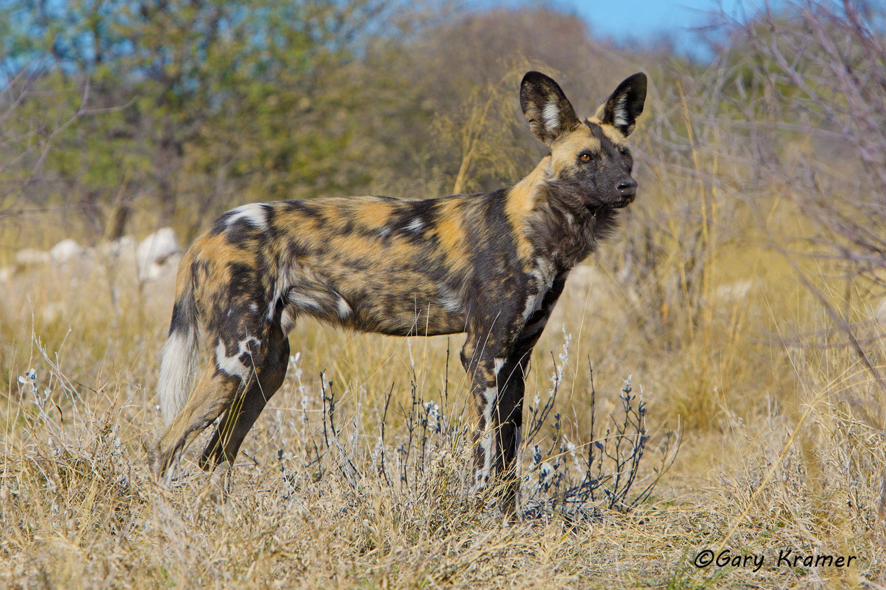 African Wild Dog (Lycaon pictus) African Wild Dog (Lycaon pictus) - AMPD#064d