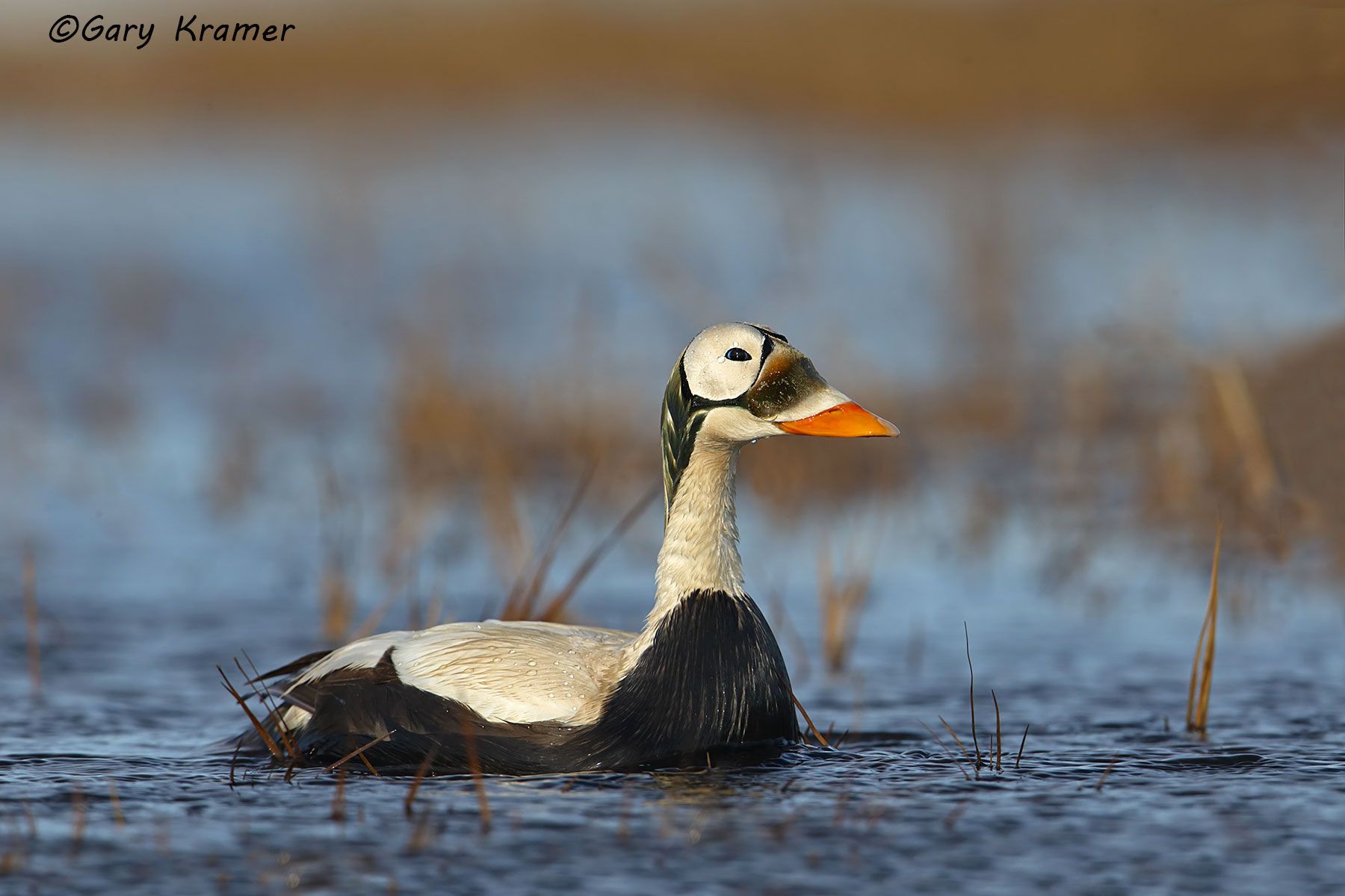 Spectacled Eider (Somateria fischeri) Spectacled Eider (Somateria fischeri) - NBWEs#905d