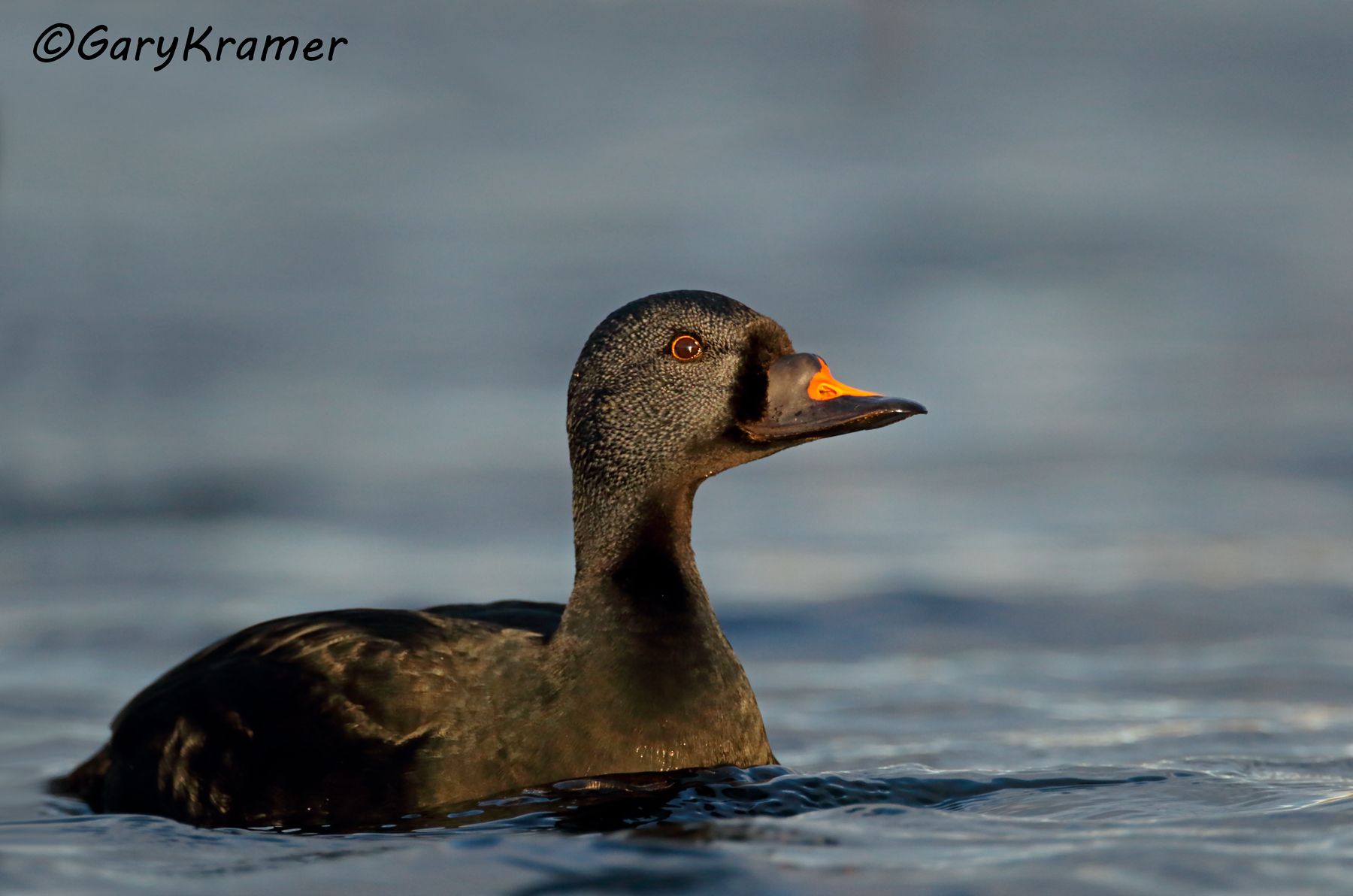 Common Scoter (Mellanita nigra)  Common Scoter (Mellanita nigra) - EBWSn#267d