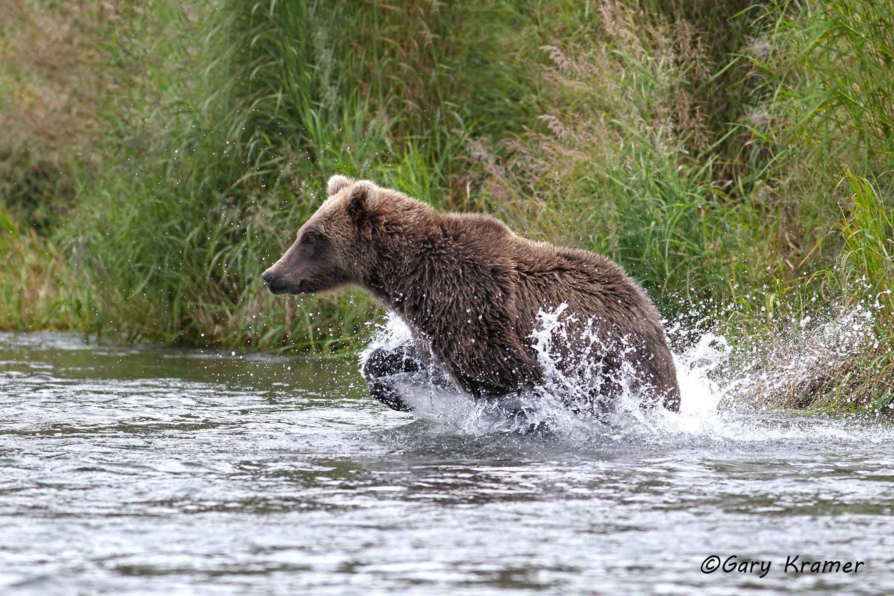 Alaskan Brown Bear (Urusus middlendorffi) Lake Clark N. P. Alaska by GaryKramer.net, 530-934-3873, gkramer@cwo.com Alaskan Brown Bear (Urusus middlendorffi) - NMBA#209d