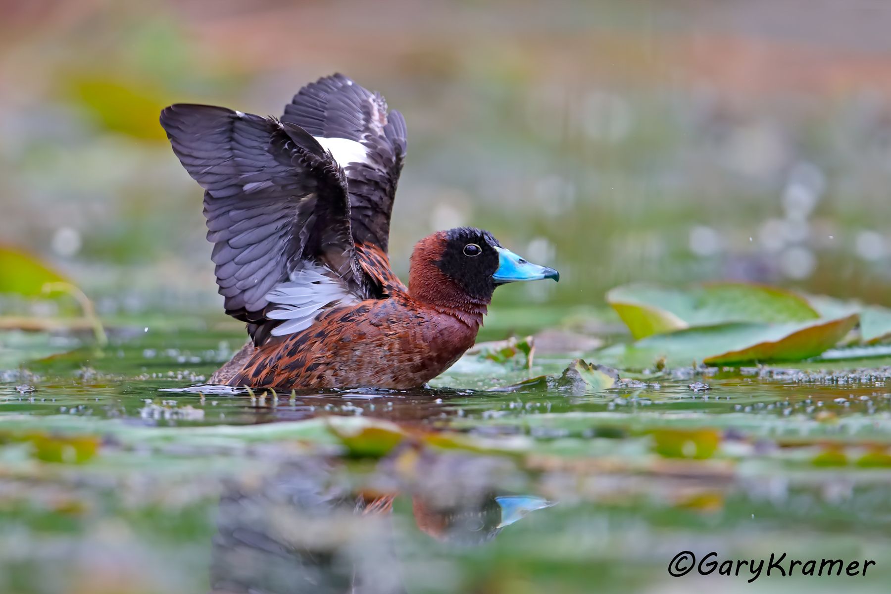 Masked Duck (Nomonyx donimica) - SBWDmn#066d (Brazil)