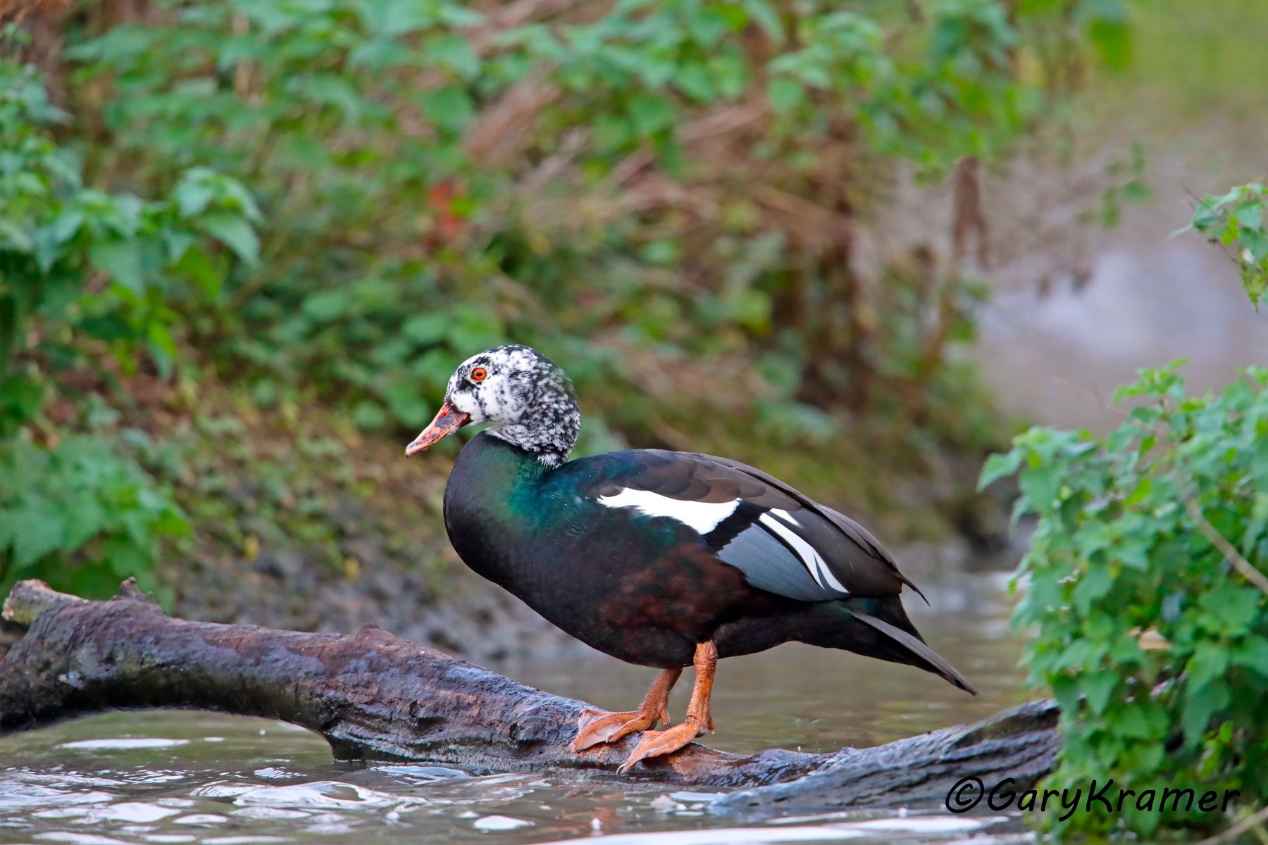 White-winged Duck (Asarcornis scutulata)  White-winged  Duck (Asarcornis scutulata) - EBWAs#007d
