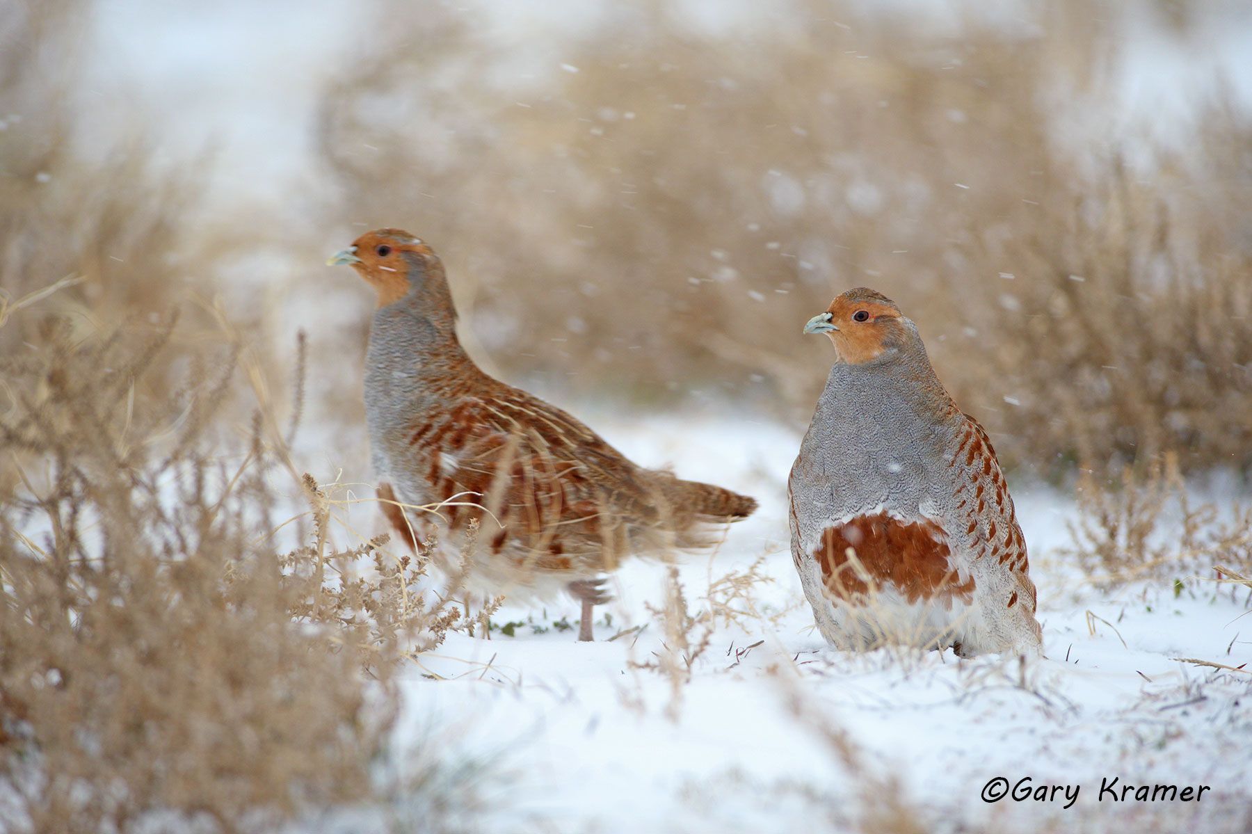 Gray (Hungarian) Partridge (Perdix perdix) Gray (Hungarian) Partridge (Perdix perdix) - NBGGp#258d