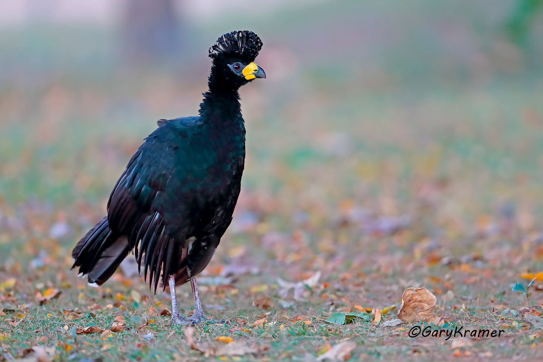 Bare-faced Curassow (Crax fasciolata) Bare-faced Curassow (Crax fasciolata) - SBCbf#005d