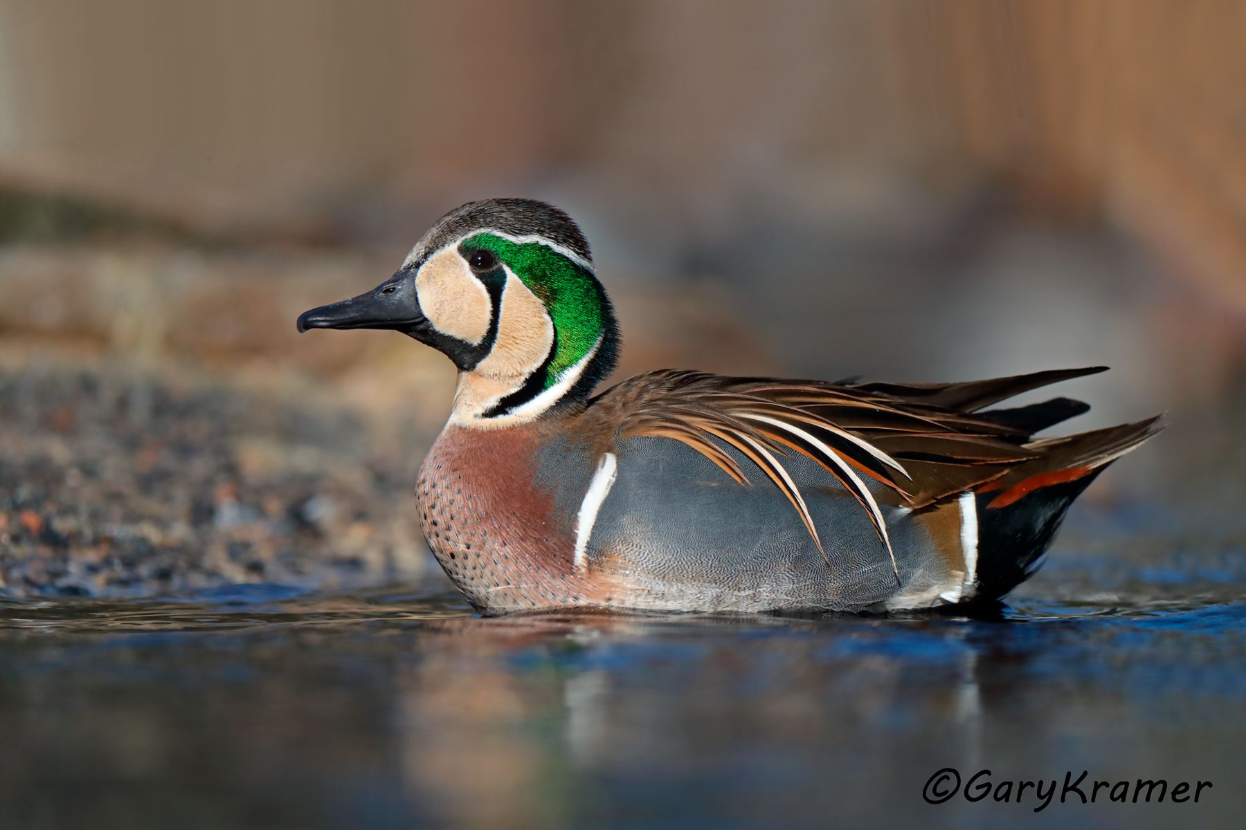 Baikal Teal (Anas formosa)  Baikal Teal (Anas formosa) - SBWB#046d
