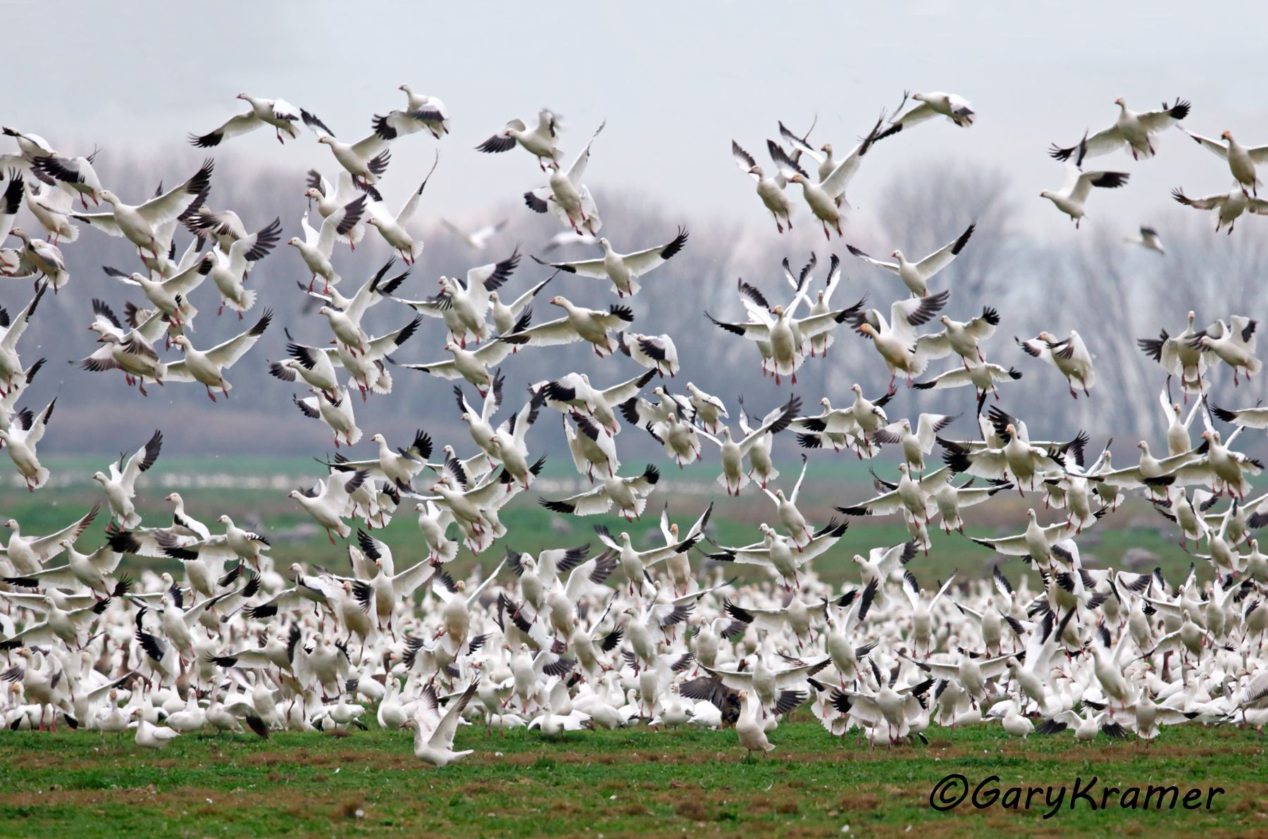 Ross's Goose/Lesser Snow Goose (Anser rossii/Anser caerulescens) - NBWRS#058d