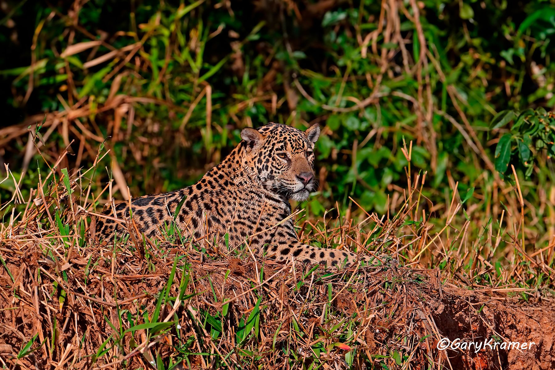 Jaguar (Puma onca) Jaguar (Puma onca) - SMJp#148d
