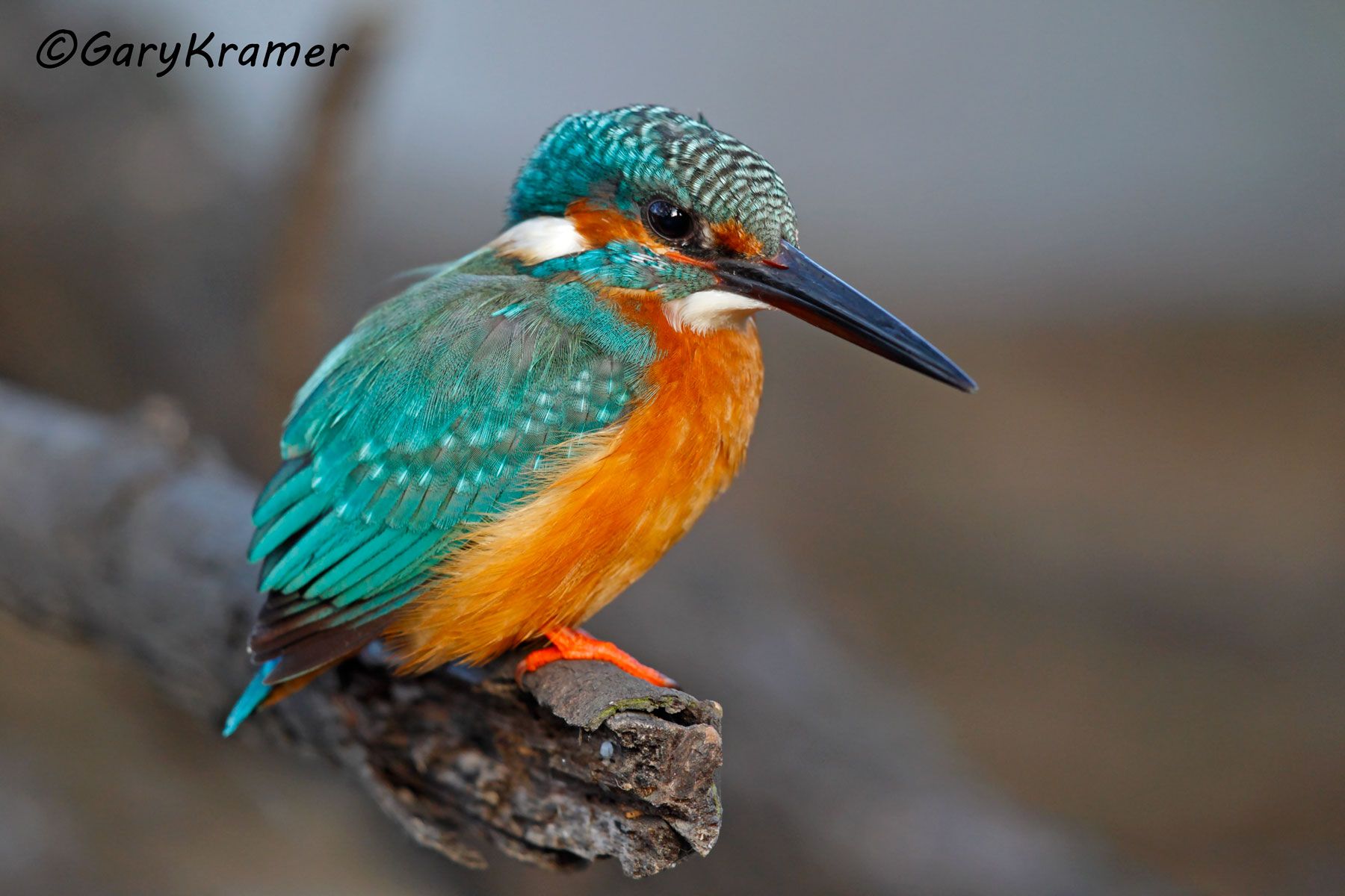 Common Kingfisher (Alcedo atthis) - EBTKc#017d