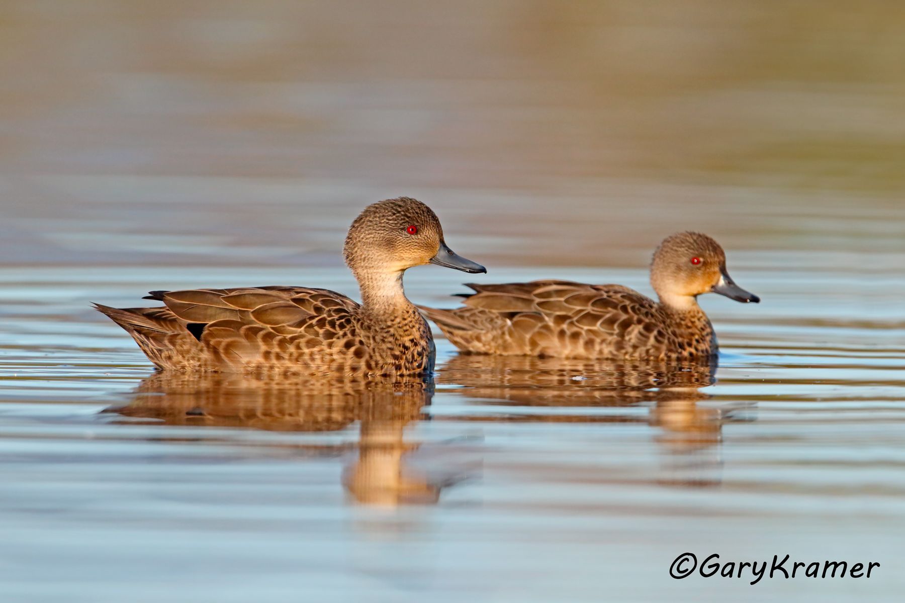 Grey Teal (Anas gibberifrons) Grey Teal (Anas gibberifrons) - OBWGt#151d