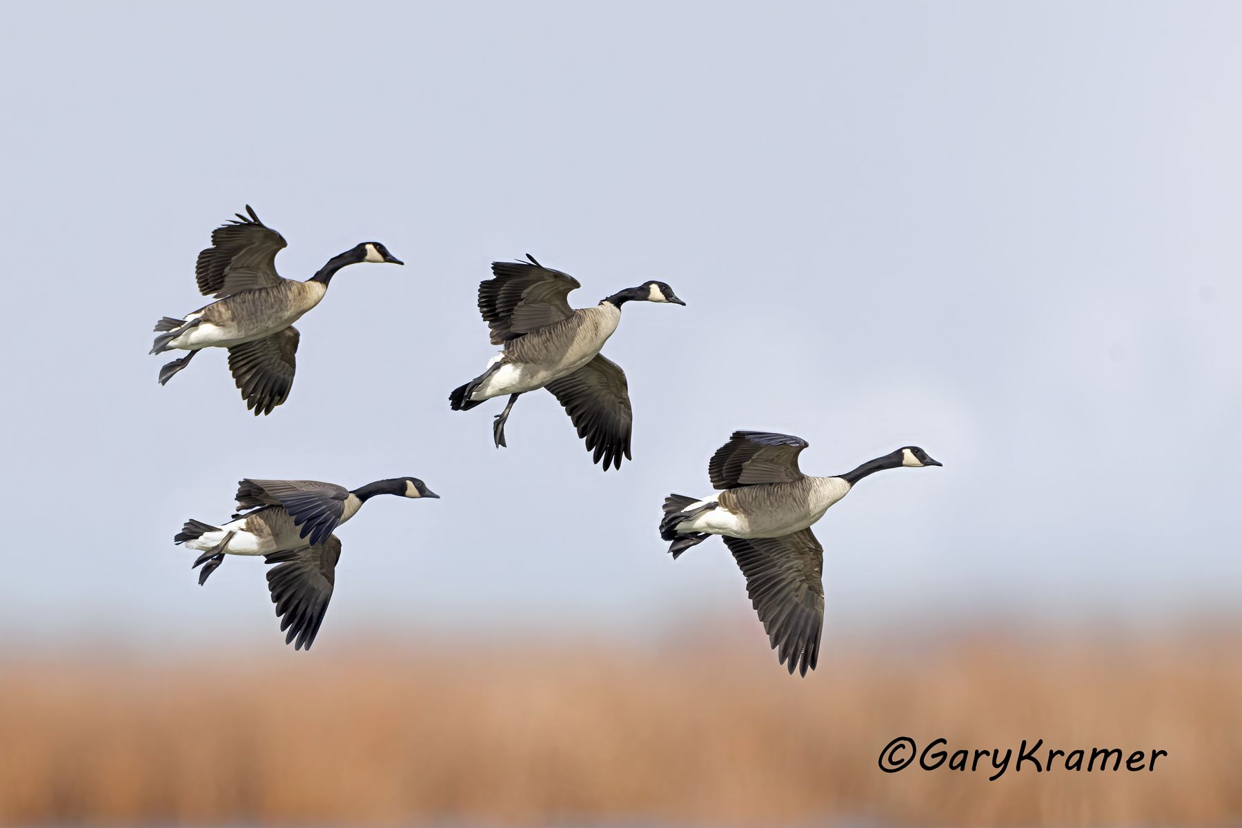 Canada Goose (Giant) (Branta canadensis) - NBWCg#1916d(2)