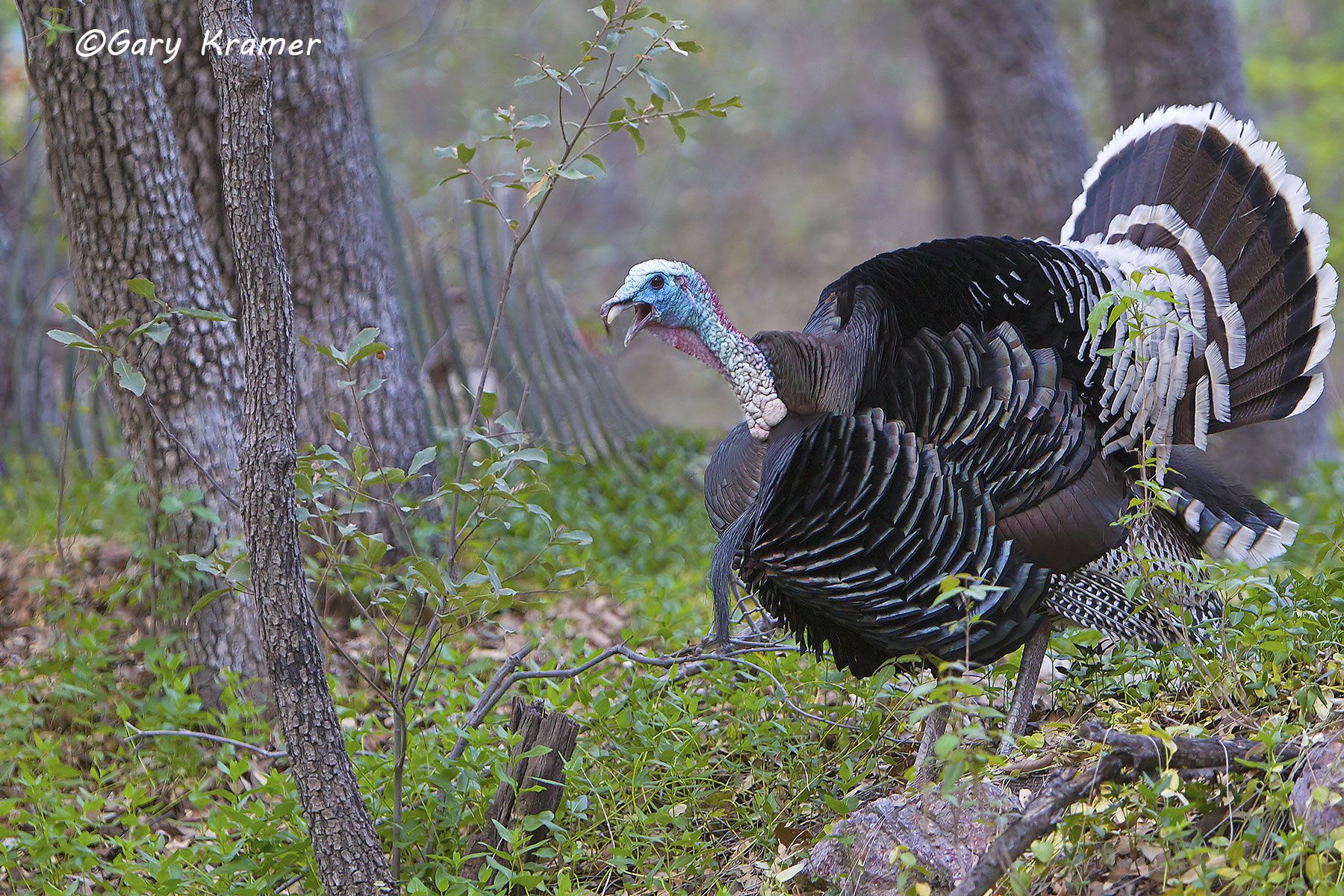 Wild Turkey (Gould's) (Meleagris gallopavo mexicana) by GaryKramer.net, 530-934-3873, gkramer@cwo.com Wild Turkey (Gould's) (Meleagris gallopavo mexicana) - NBGTg#062d