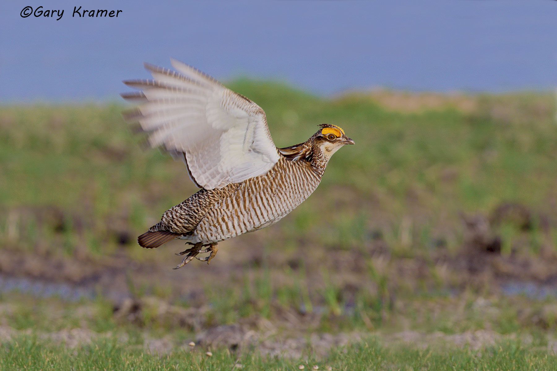 Lesser Prairie Chicken (Tympanchus pallidicinctus) - NBGCl#717d