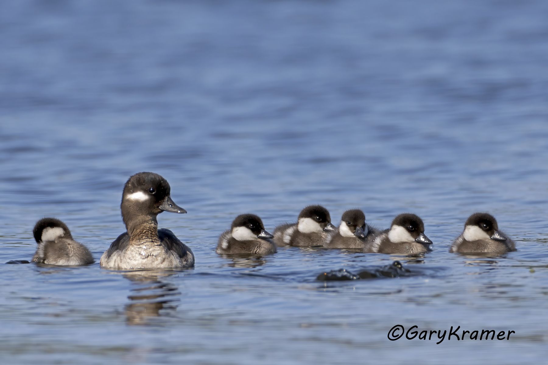 Bufflehead (Bucephala albeola) Bufflehead (Bucephala albeola) - NBWB#614d