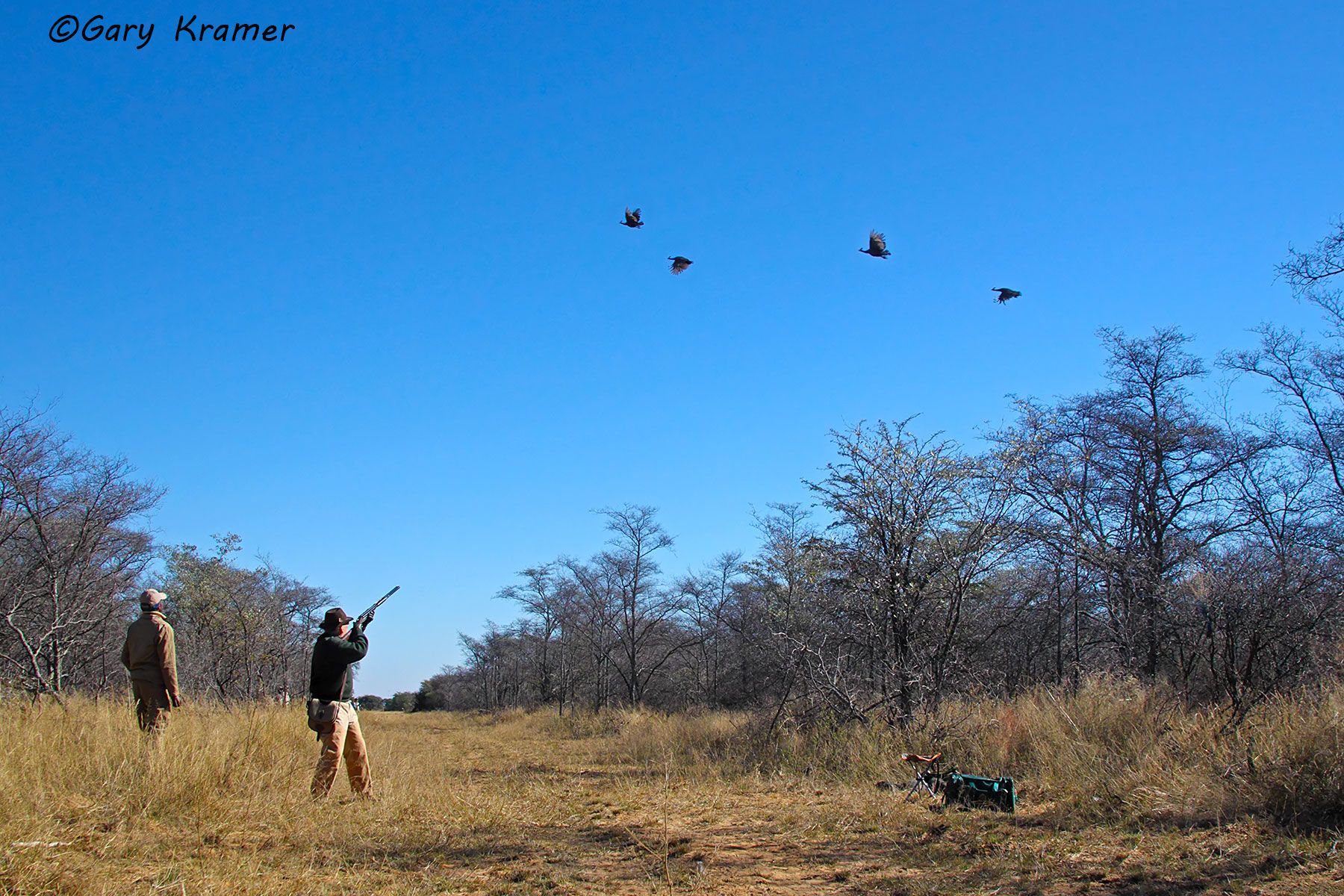 Driven Guineafowl - shooter(s) w/birds over line, Africa Driven Guineafowl - shooter(s) w/birds over line, South Africa - AHGad#050d