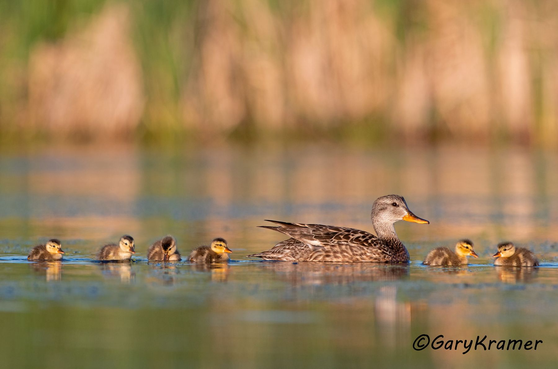 Gadwall (Mareca strepera) Gadwall (Mareca strepera) - NBWG#2712d(2)