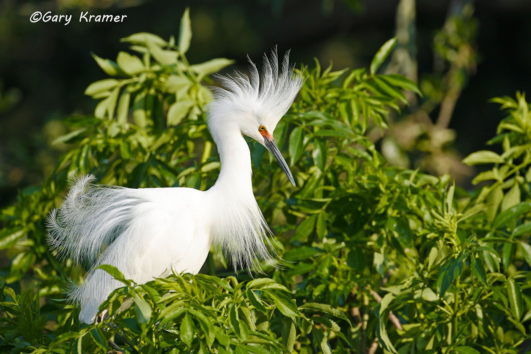 Snowy Egret (Egretta thula) Snowy Egret (Egretta thula) - NBHS#100d