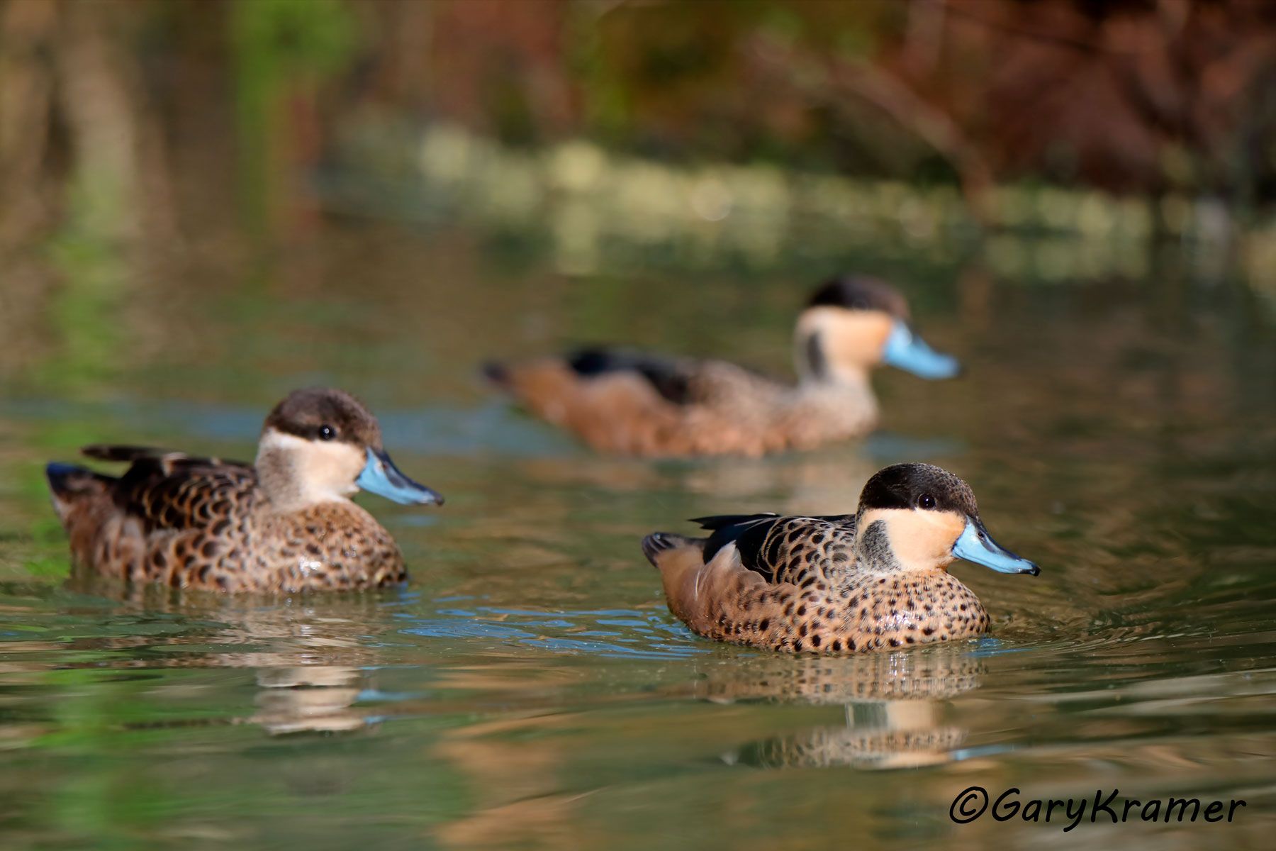 Hottentot Teal (Spatula hottentota)  Hottentot Teal (Spatula hottentota) - ABWT#022d (Madagascar)