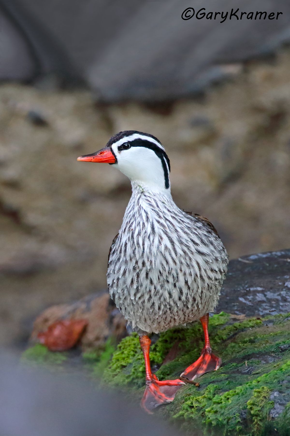 Torrent Duck (Merganetta armata) - SBWO#407d(2) (Colombia)
