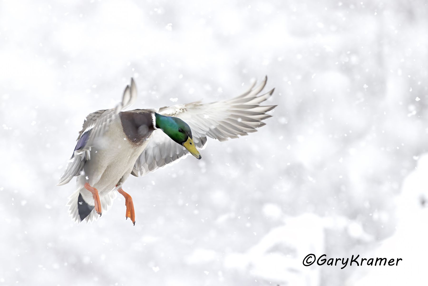 Mallard (Anas platyrhynchos) - NBWM#5816d