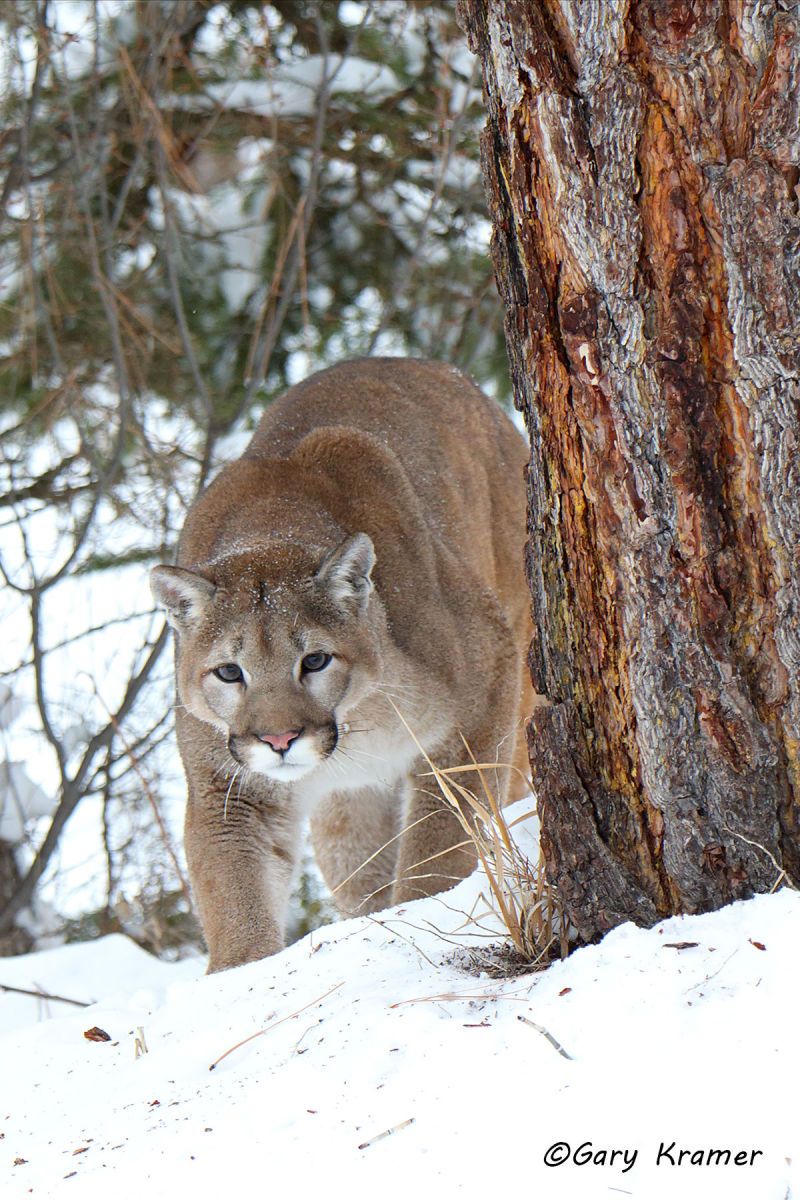 Mountain Lion (Felis concolor) by GaryKramer.net, 530-934-3873, gkramer@cwo.com Mountain Lion (Cougar) (Felis concolor) - NMCM#656d(2)