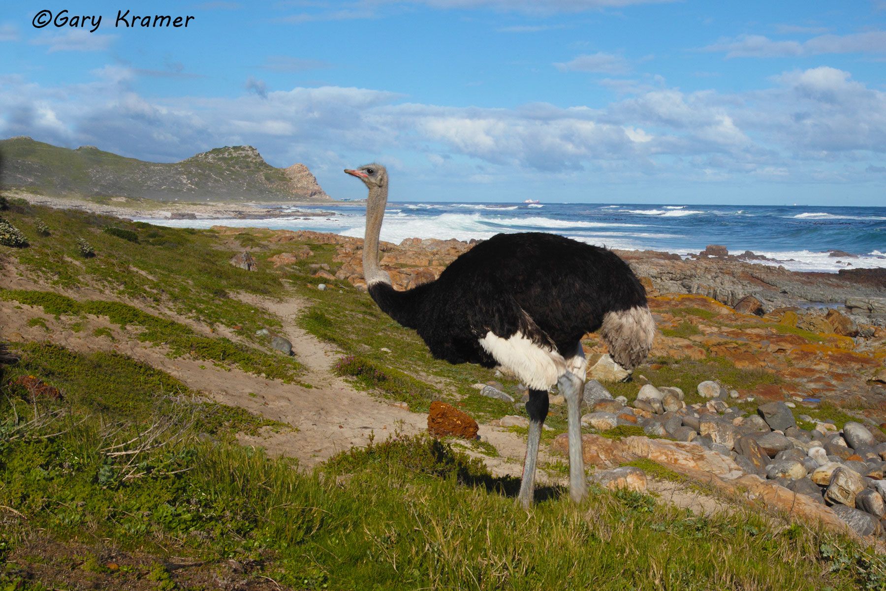 Common Ostrich (Struthio camelus) Common Ostrich (Struthio camelus) ABO#096d