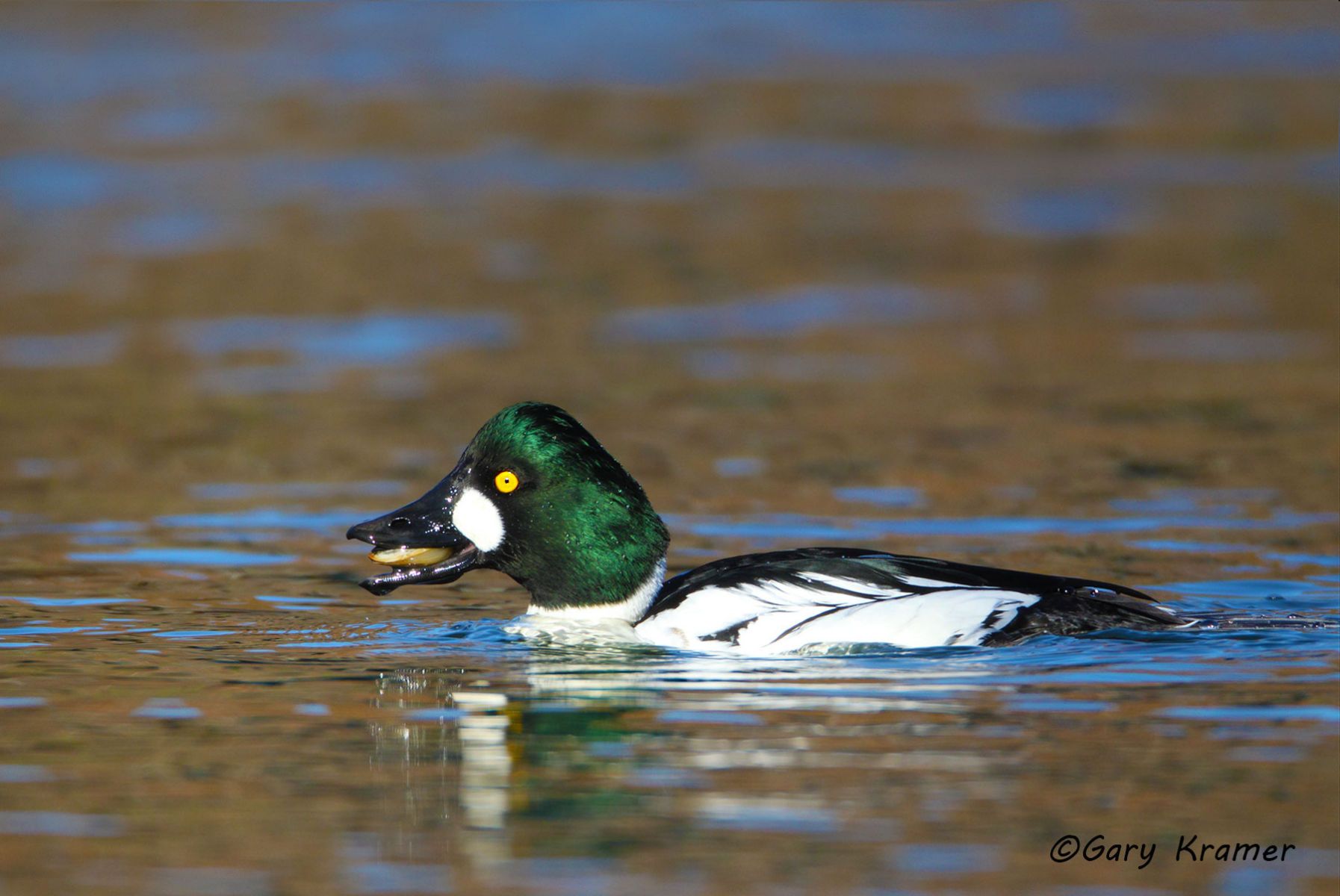Common Goldeneye (Bucephala clangula) Common Goldeneye (Bucephala clangula) - NBWGc#424d