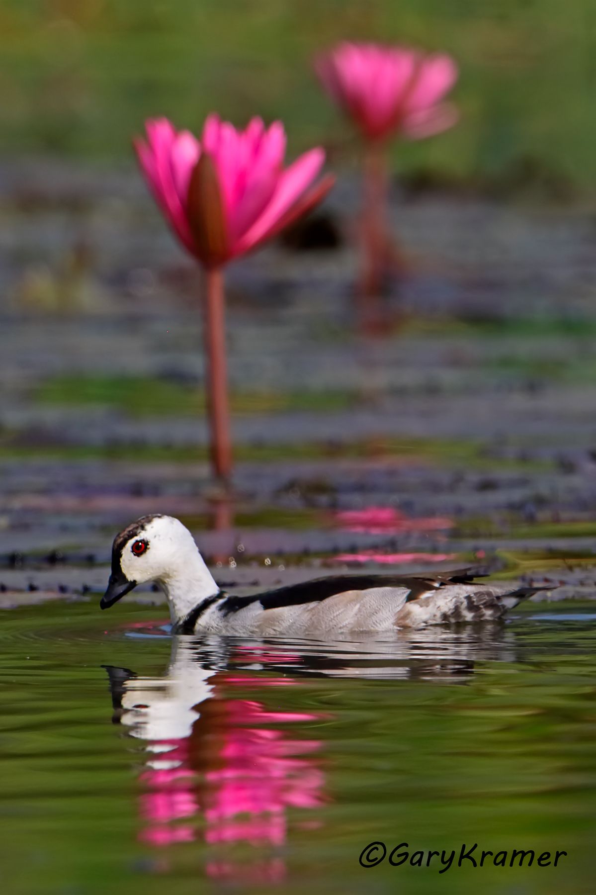 Cotton Pygmy Goose (Nettapus coromandelianus)  Cotton Pygmy Goose (Nettapus coromandelianus) - IBWGcp#049d(2)