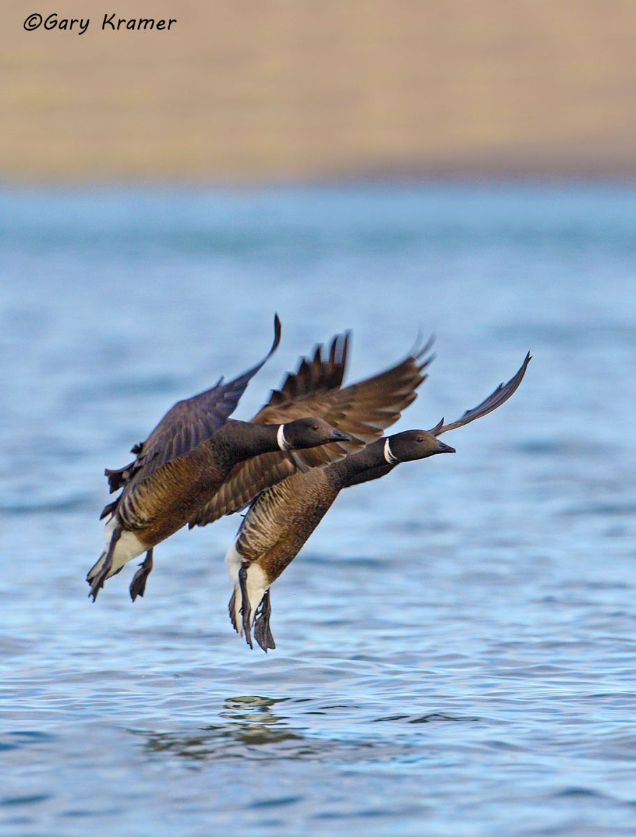 Black (Pacific) Brant (Branta bernicla nigricans) by GaryKramer.net, 530-934-3873, gkramer@cwo.com Black (Pacific) Brant (Branta bernicla nigricans) - NBWBp#380d(2)