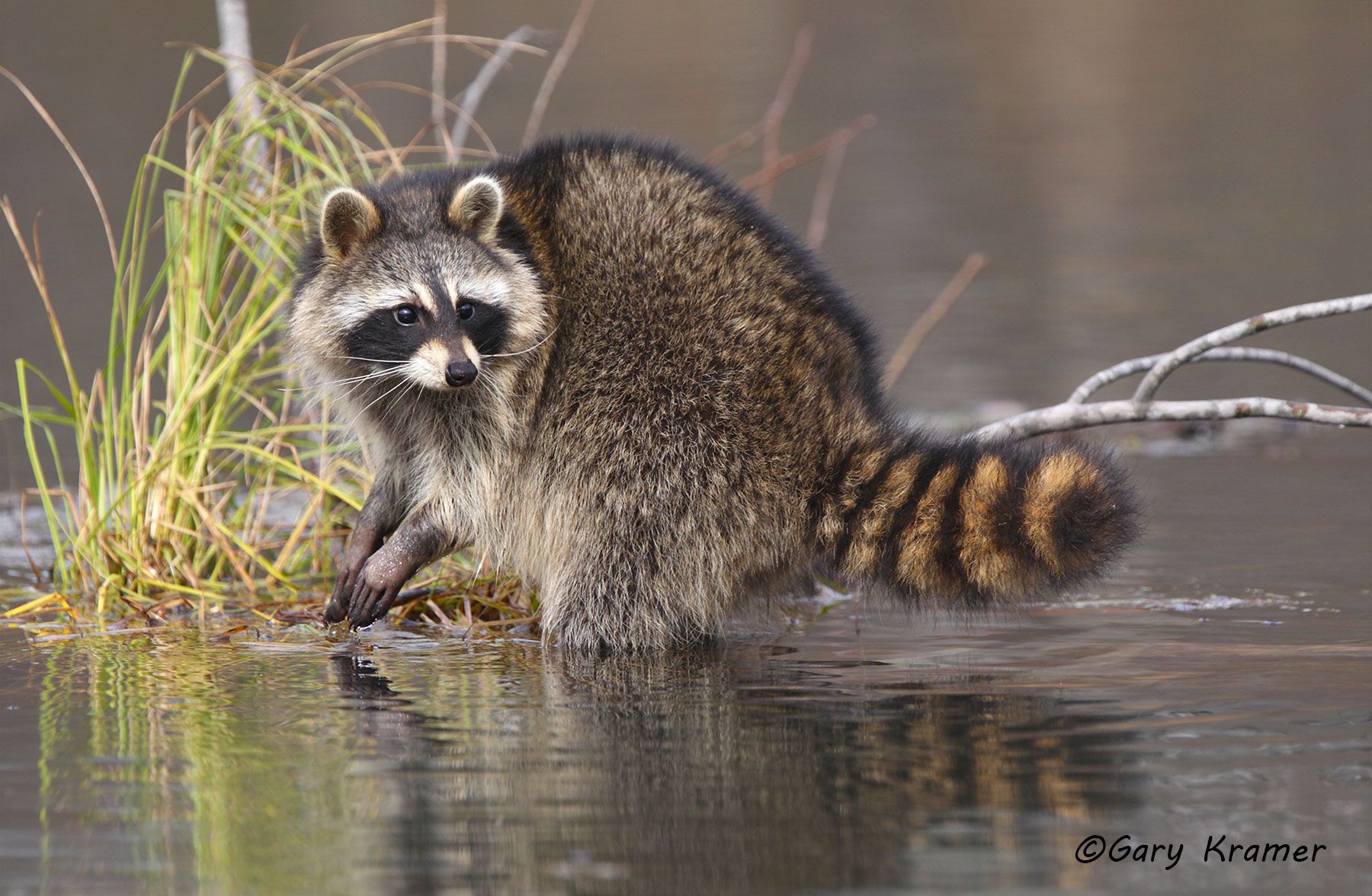 Raccoon (Procyon lotor) by GaryKramer.net, 530-934-3873, gkramer@cwo.com Raccoon (Procyon lotor) - NMMR#353d