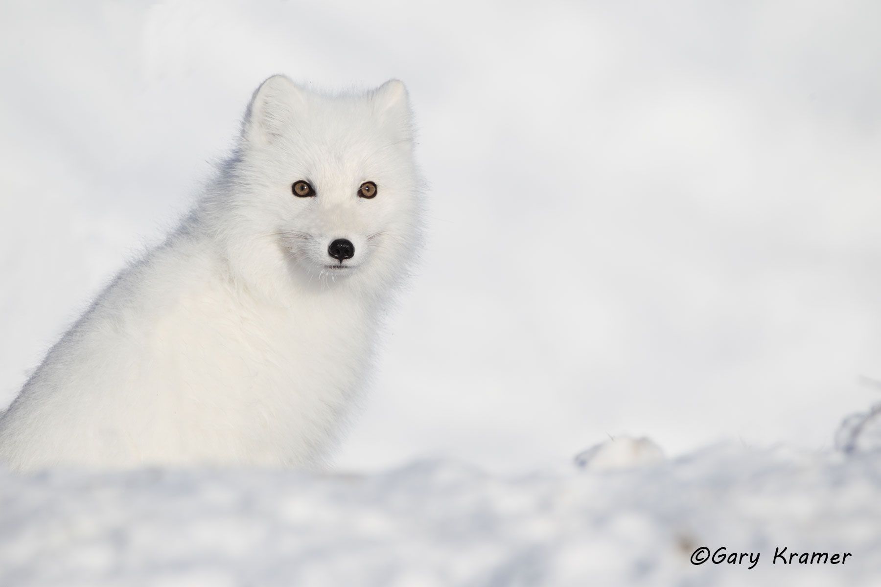 Arctic Fox (Alopex lagopus) - NMFa#365d