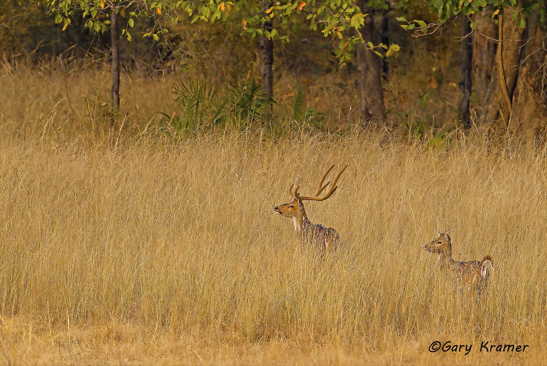 Axis Deer (Chital) (Axis axis) Axis Deer (Chital) (Axis axis) - EMDa#084d