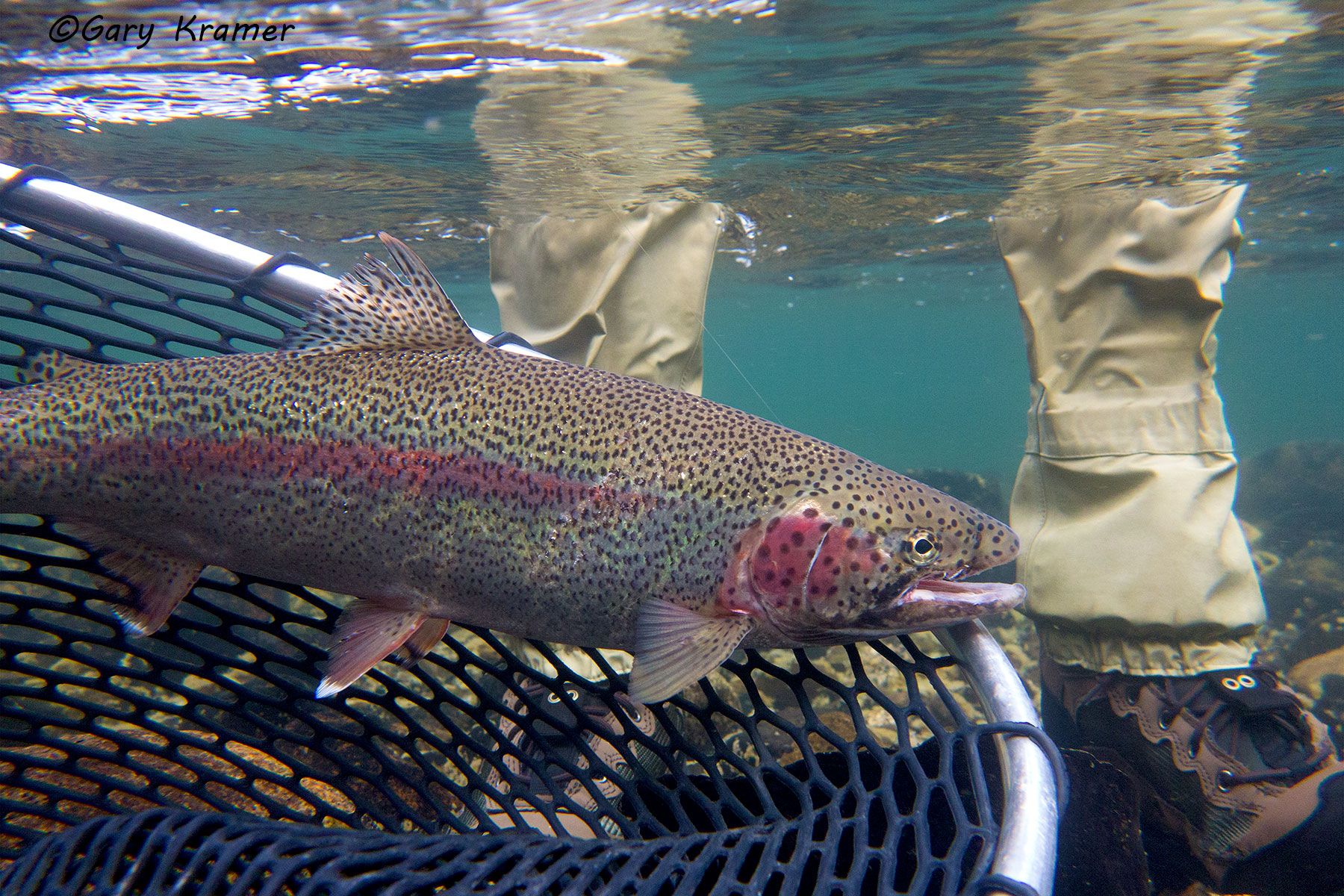 Rainbow Trout (Salmo gairdnerii) - NFTRx#038d