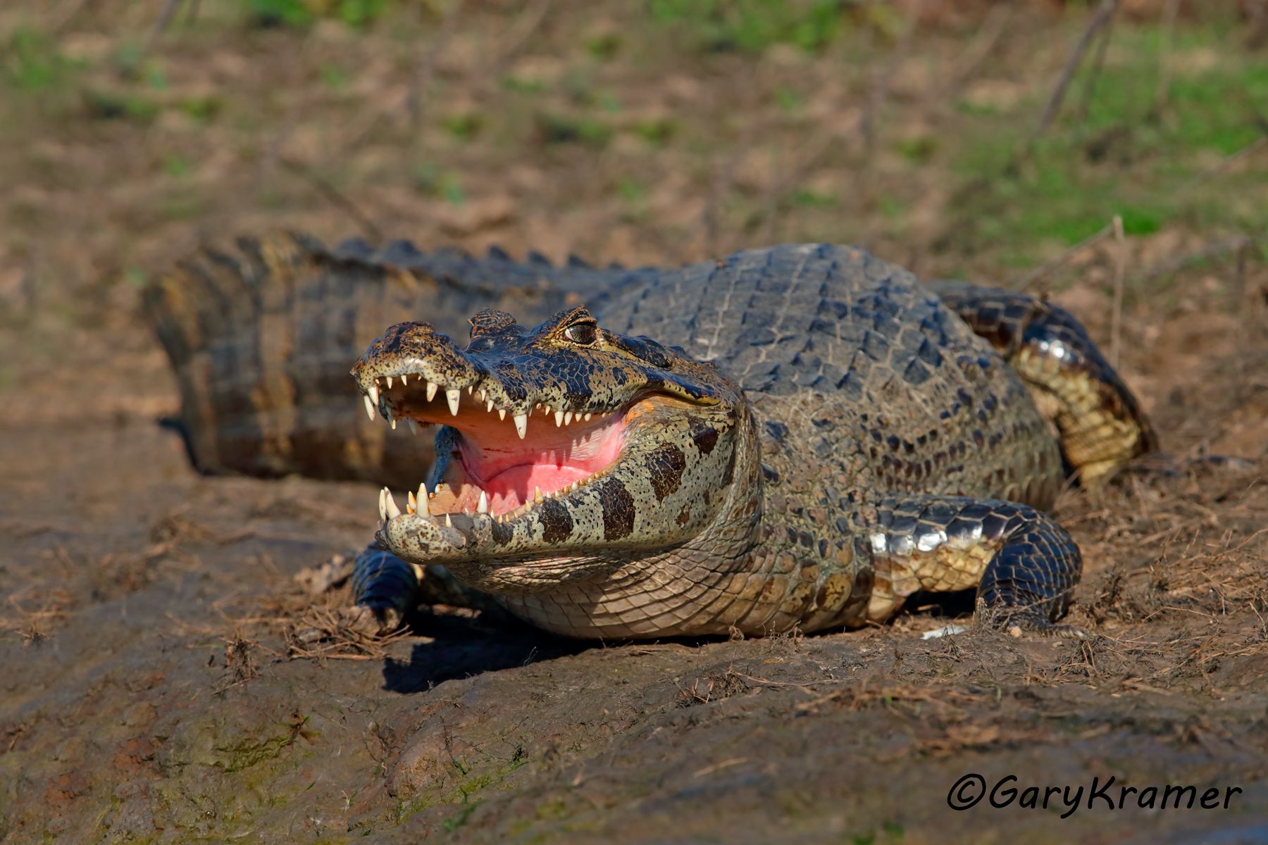 Yacare (Paraguayan) Caiman (Caiman yacare) - SRCy#049d