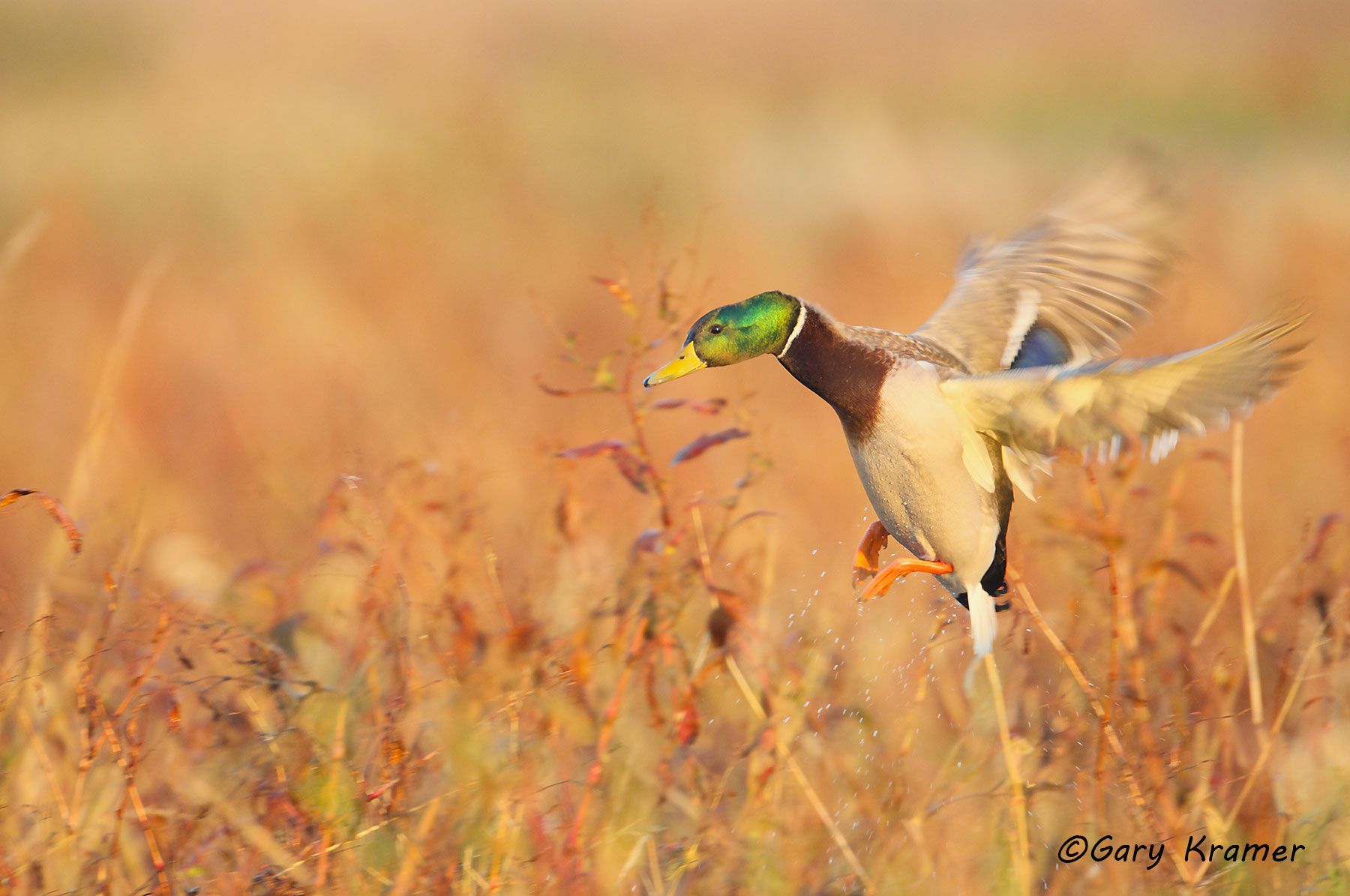 Mallard (Anas platyrhynchos) Mallard (Anas platrhynchos) - NBWM#1836d