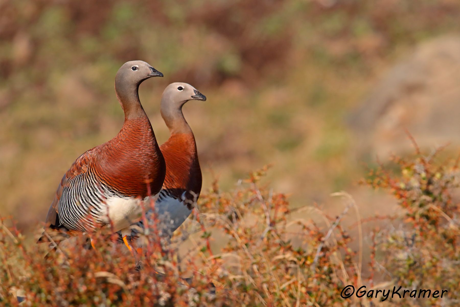 Ashy-headed Goose (Chloephaga poliocephala) SBWGa#042d (Chile) 