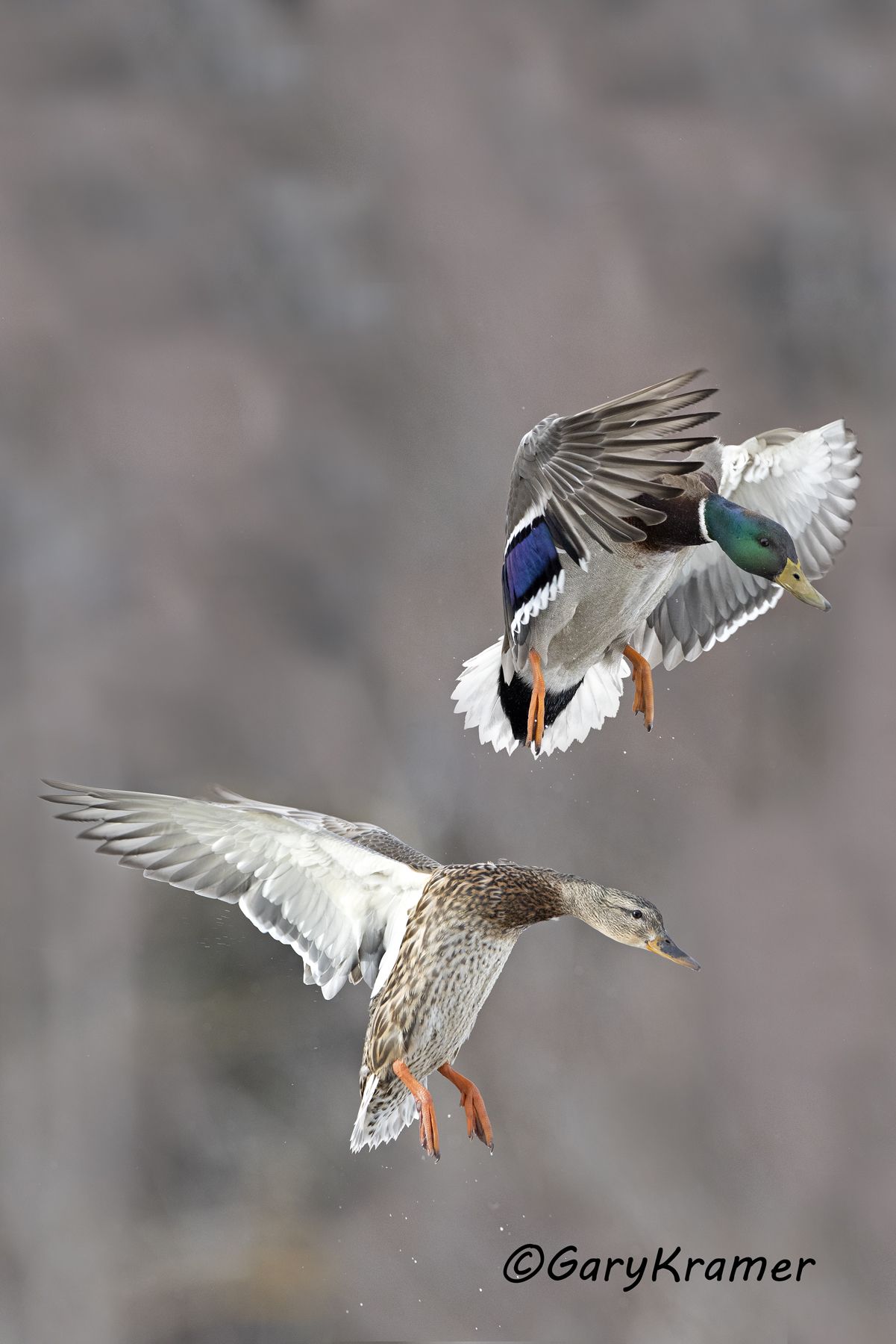 Mallard (Anas platyrhynchos) - NBWM#5604d(3)