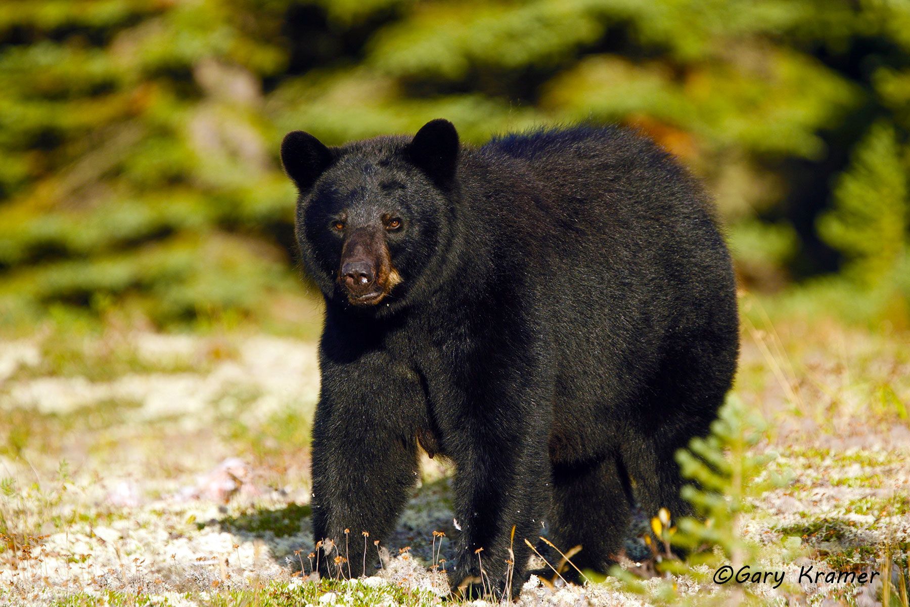 Black Bear (Urusus americanus) by GaryKramer.net, 530-934-3873, gkramer@cwo.com Black Bear (Urusus americanus) - NMBb#392d