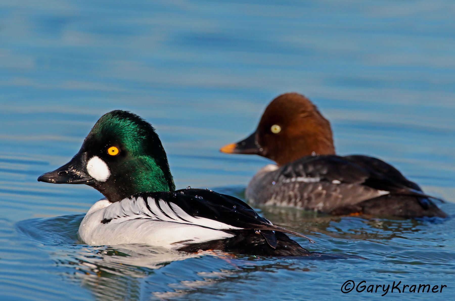 Common Goldeneye (Bucephala clangula)  Common Goldeneye (Bucephala clangula) - NBWGc#639d