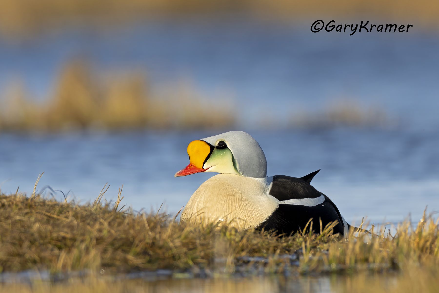 King Eider (Somateria spectabilis) - NBWEk#924d(2)