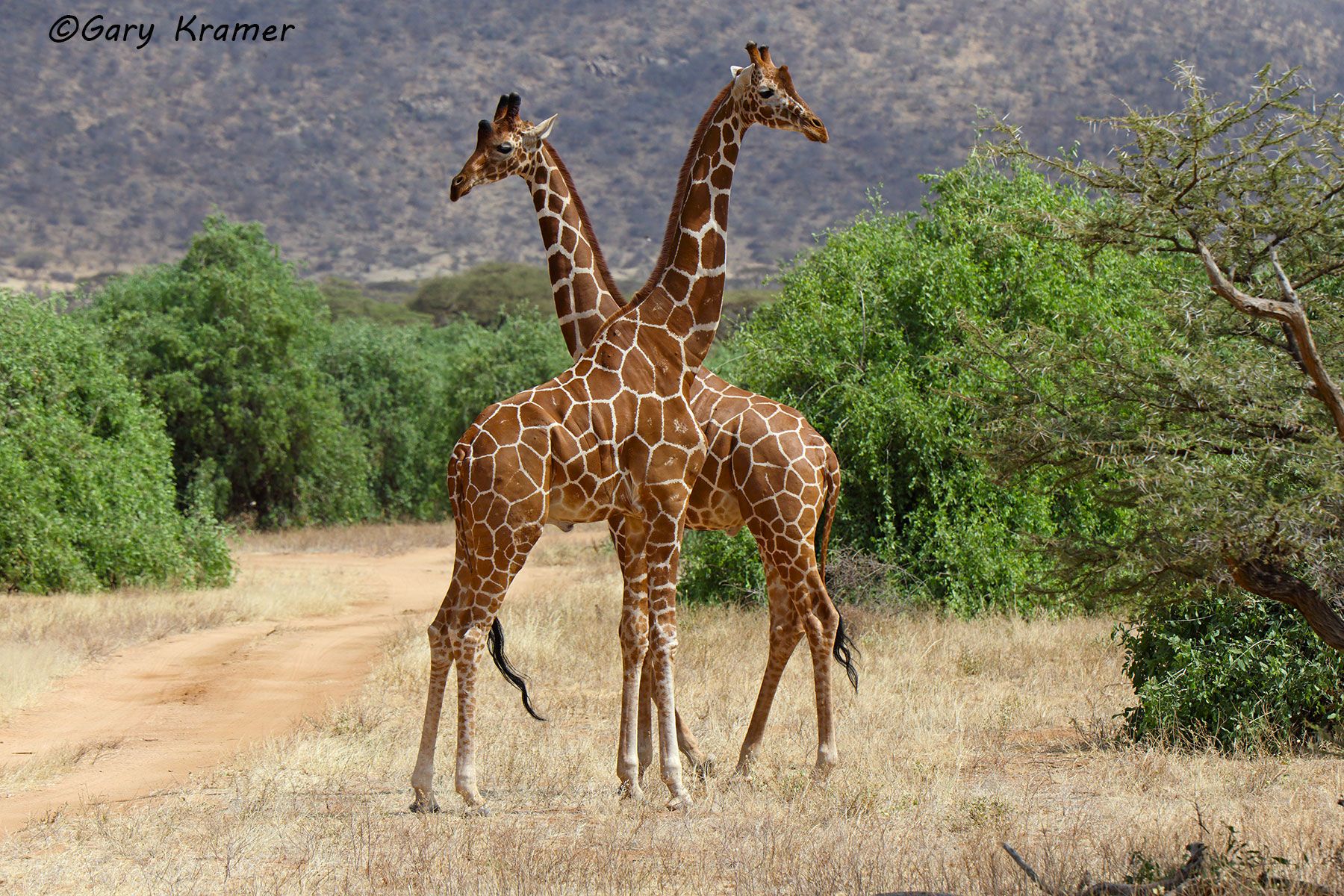 Reticulated Giraffe (Giraffa c. reticulata) Reticulated Giraffe (Giraffa c. reticulata) - AMGr#112d