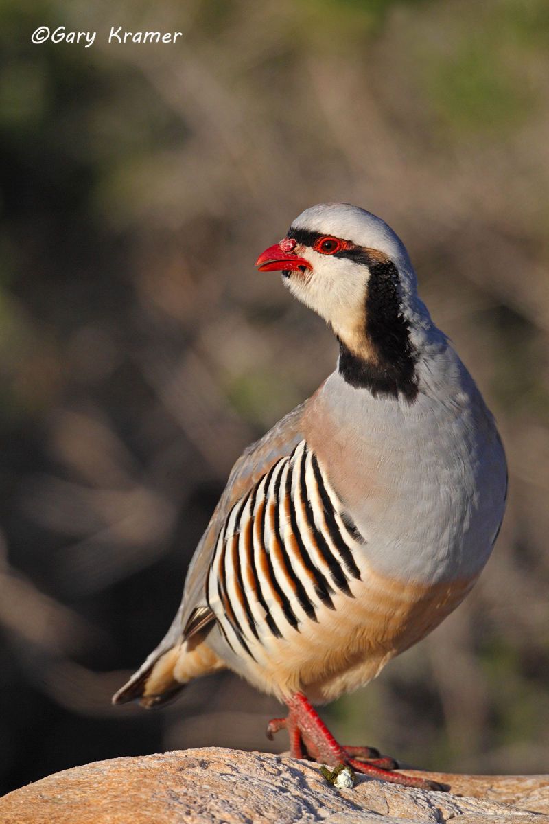Chukar (Alectoris chukar) Chukar (Alectoris chukar) - NBGC#350d