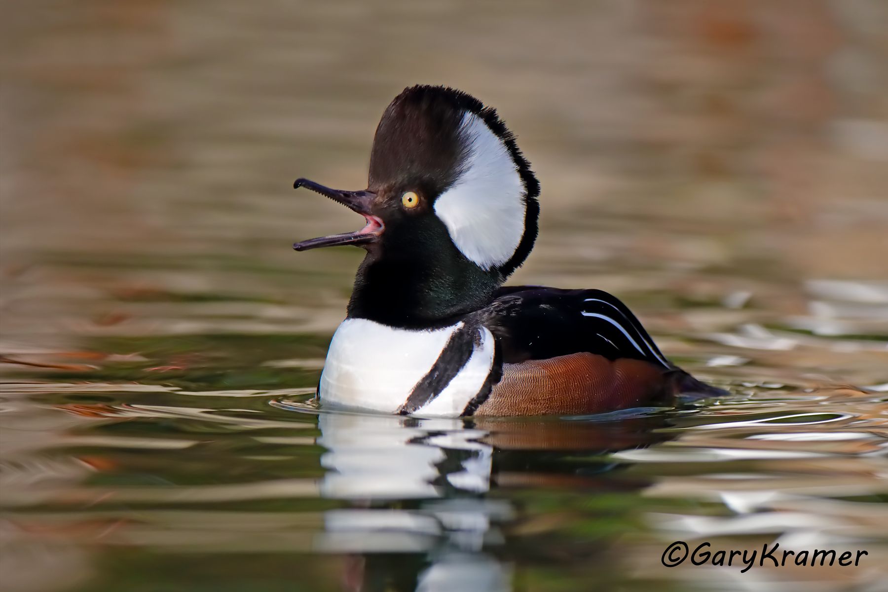 Hooded Merganser (Lophodytes cucullatus) Hooded Merganser (Lophodytes cucullatus) - NBWMh#168d