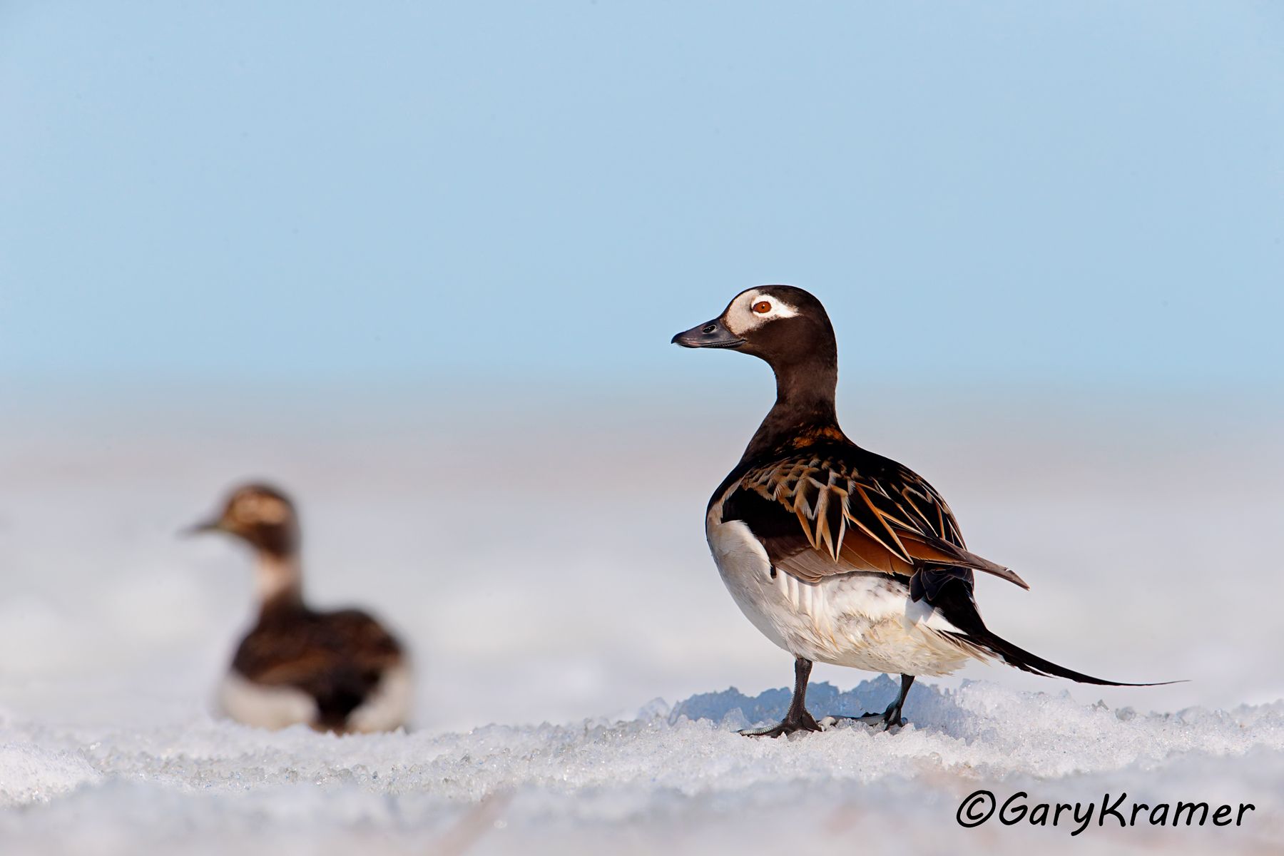 Long-tailed Duck (summer) (Clangula hyemalis) Long-tailed Duck (summer) (Clangula hyemalis) - NBWOs#256d