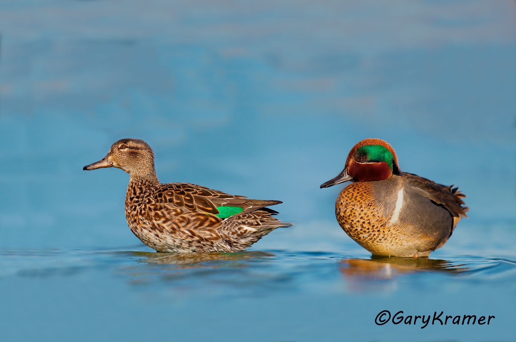 Green-winged Teal (Anas carolinensis)  Green-winged Teal (Anas carolinensis) - NBWTg#1349d(2)