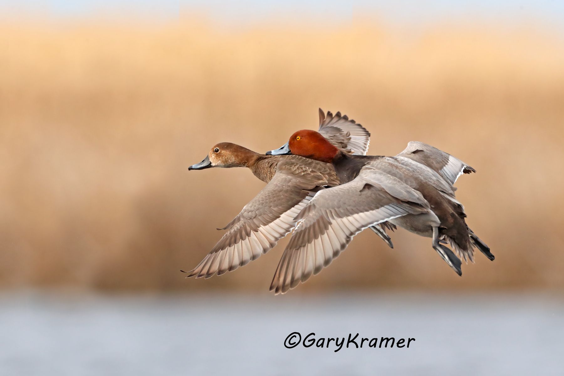 Redhead (Aythya americana) - NBWR#1648d